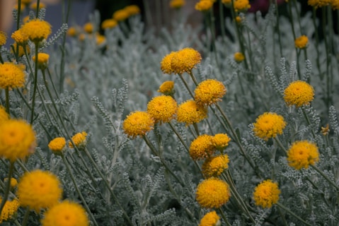 Купчина от жълта памукова лавандула, цъфтяща в градина — закръглени туфи, ярко открояващи се върху з