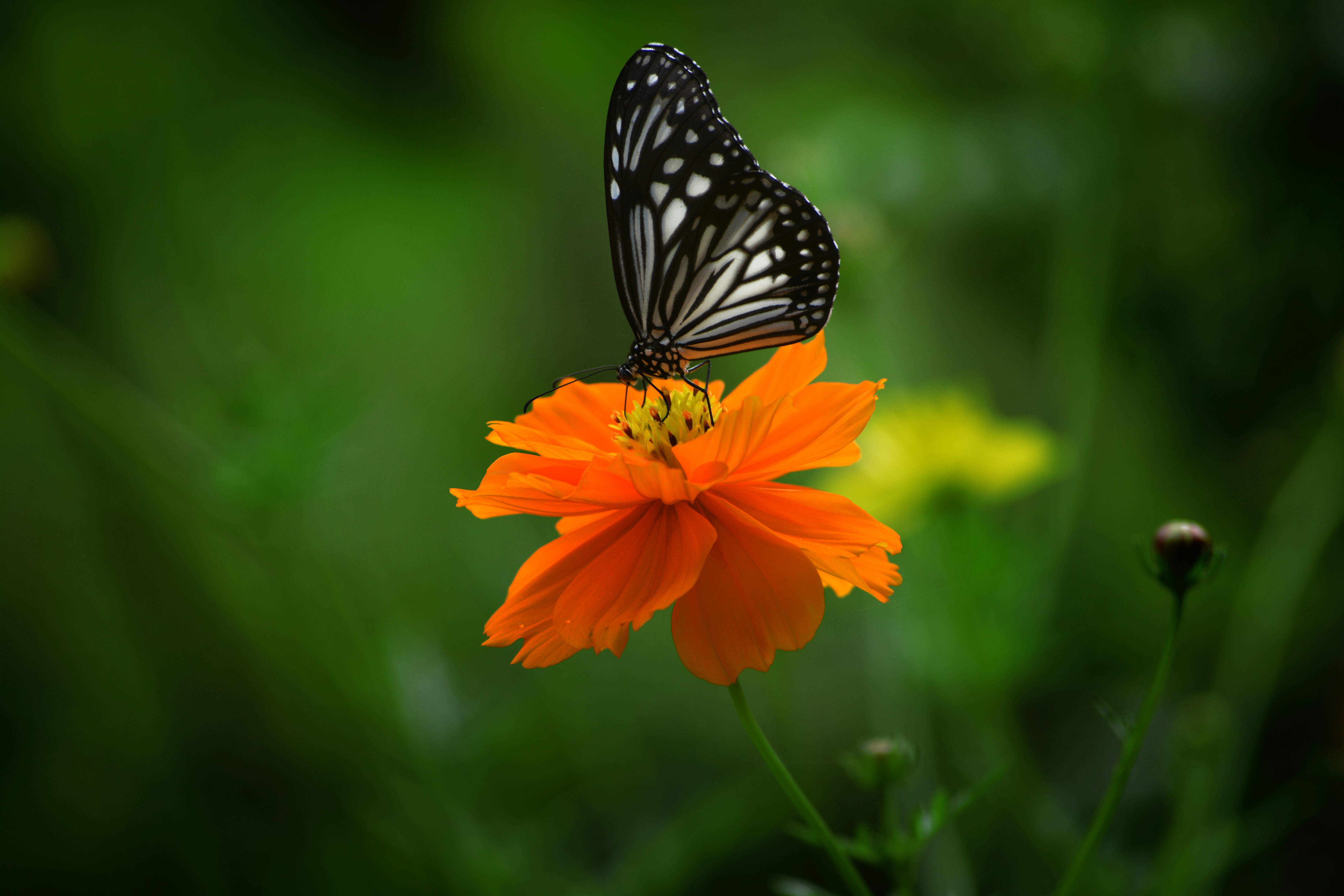 Photo by maheshkulal010