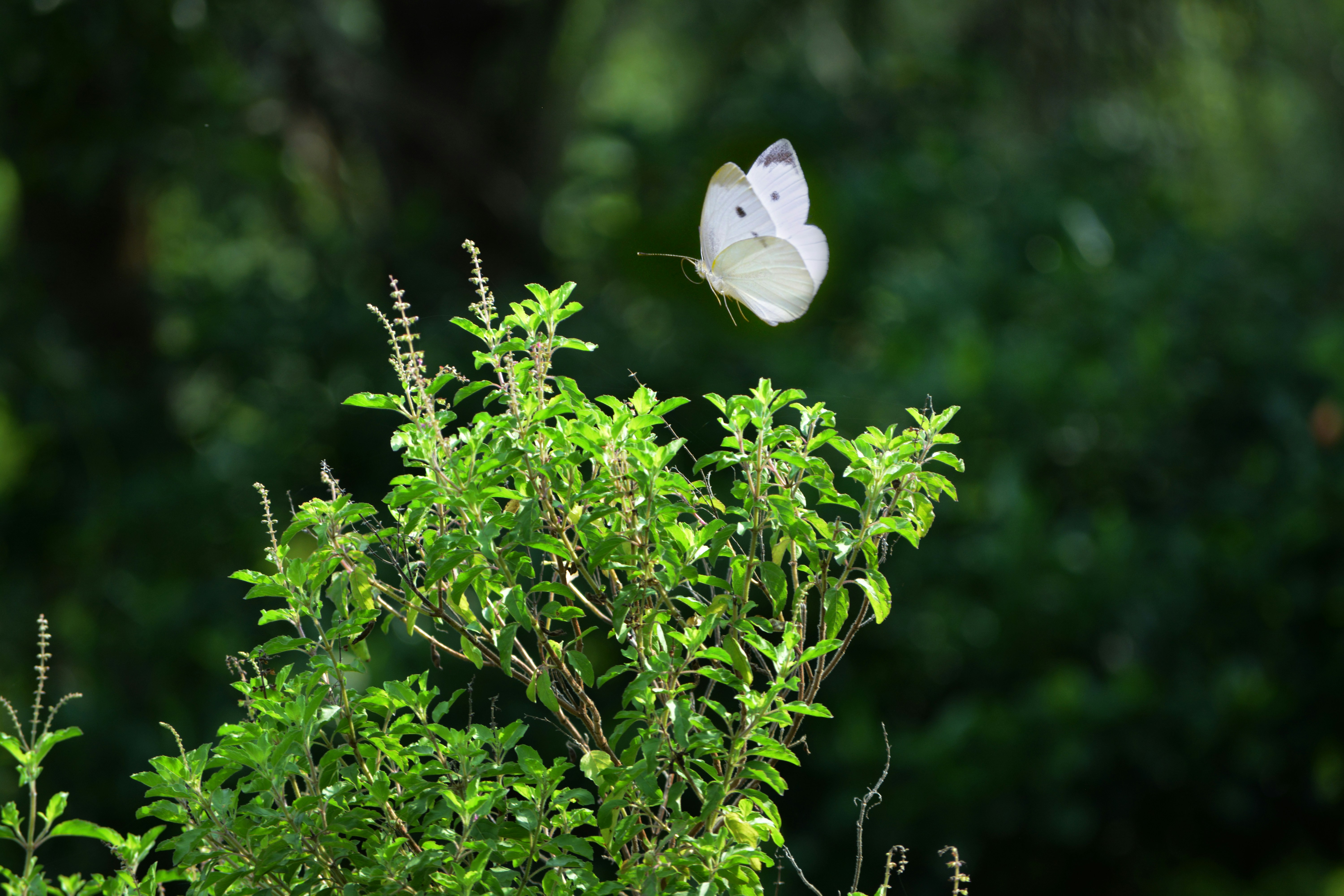 Photo by maheshkulal010