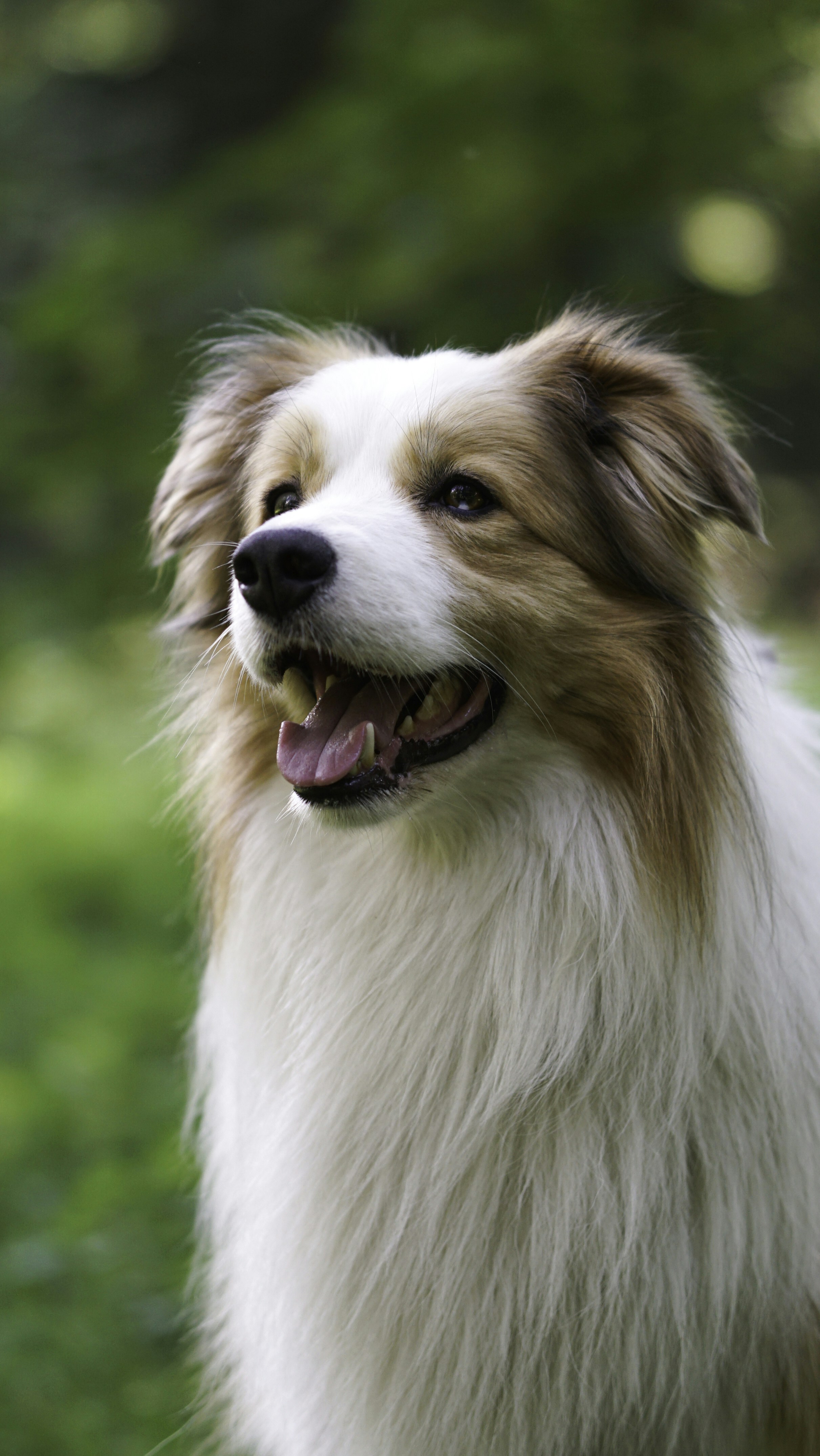 Aisha Patel, cultural consultant, holding her border collie Storm in a library setting
