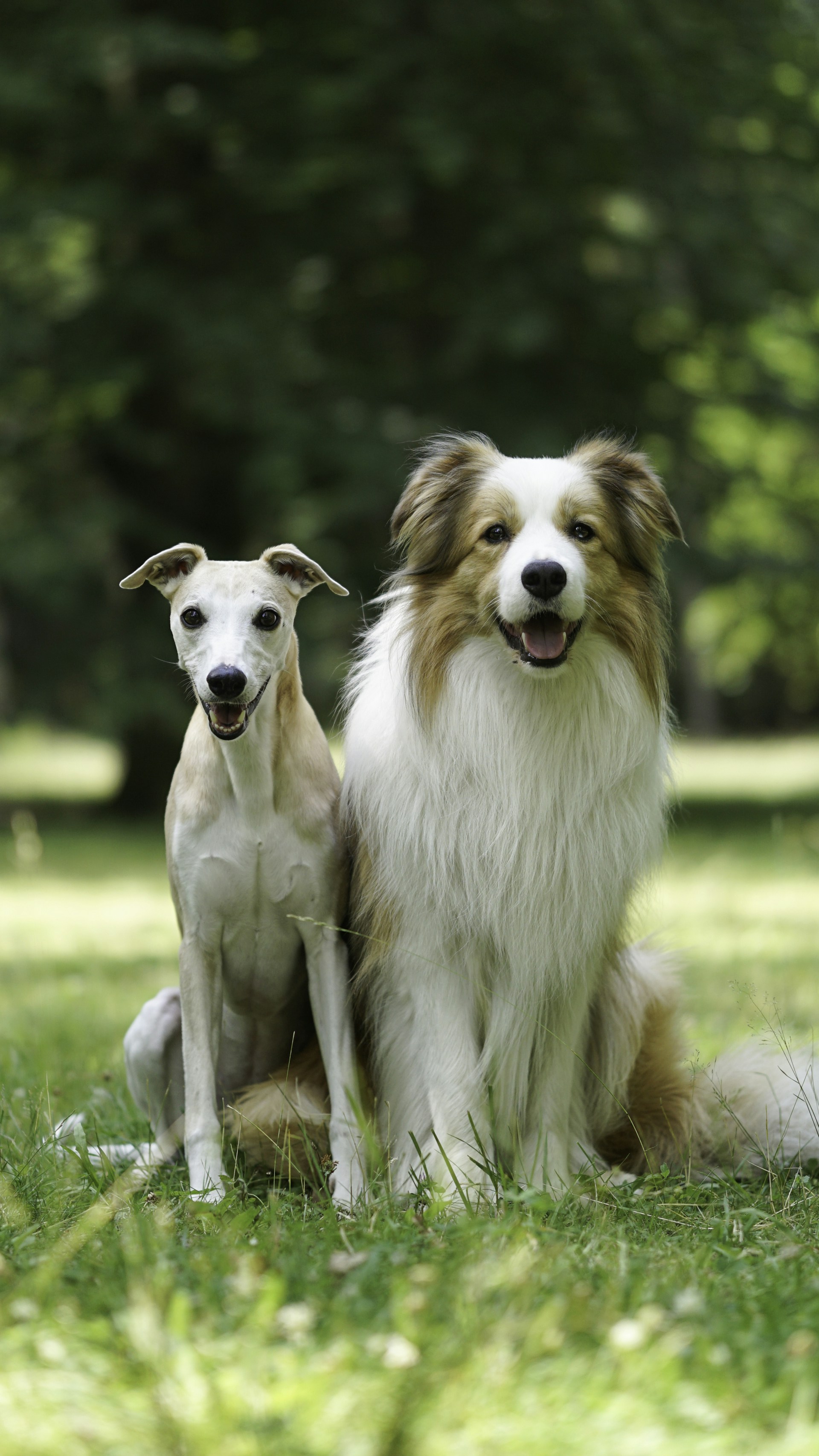 A couple of dogs sitting on top of a lush green field