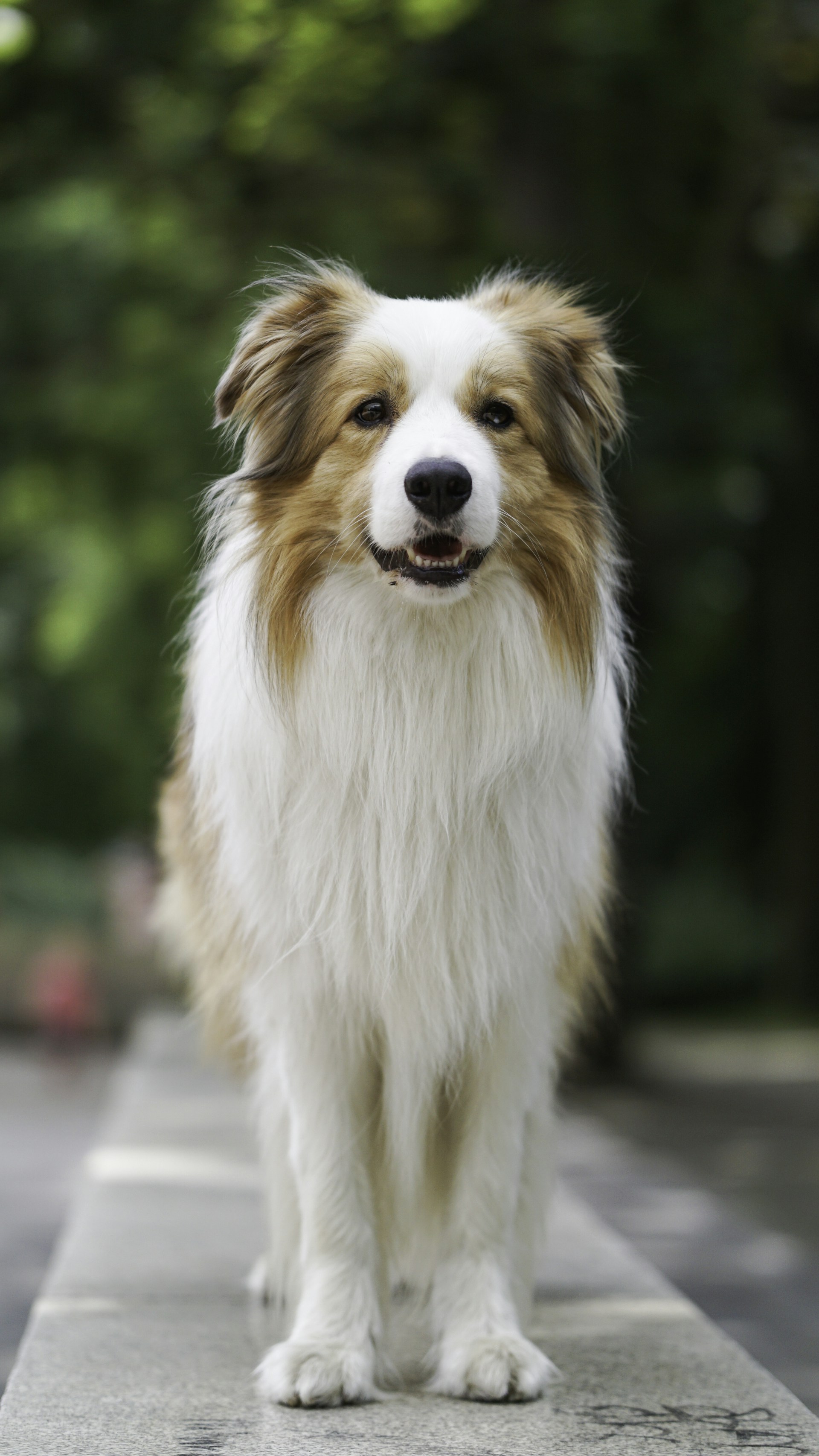 A brown and white dog standing on a sidewalk