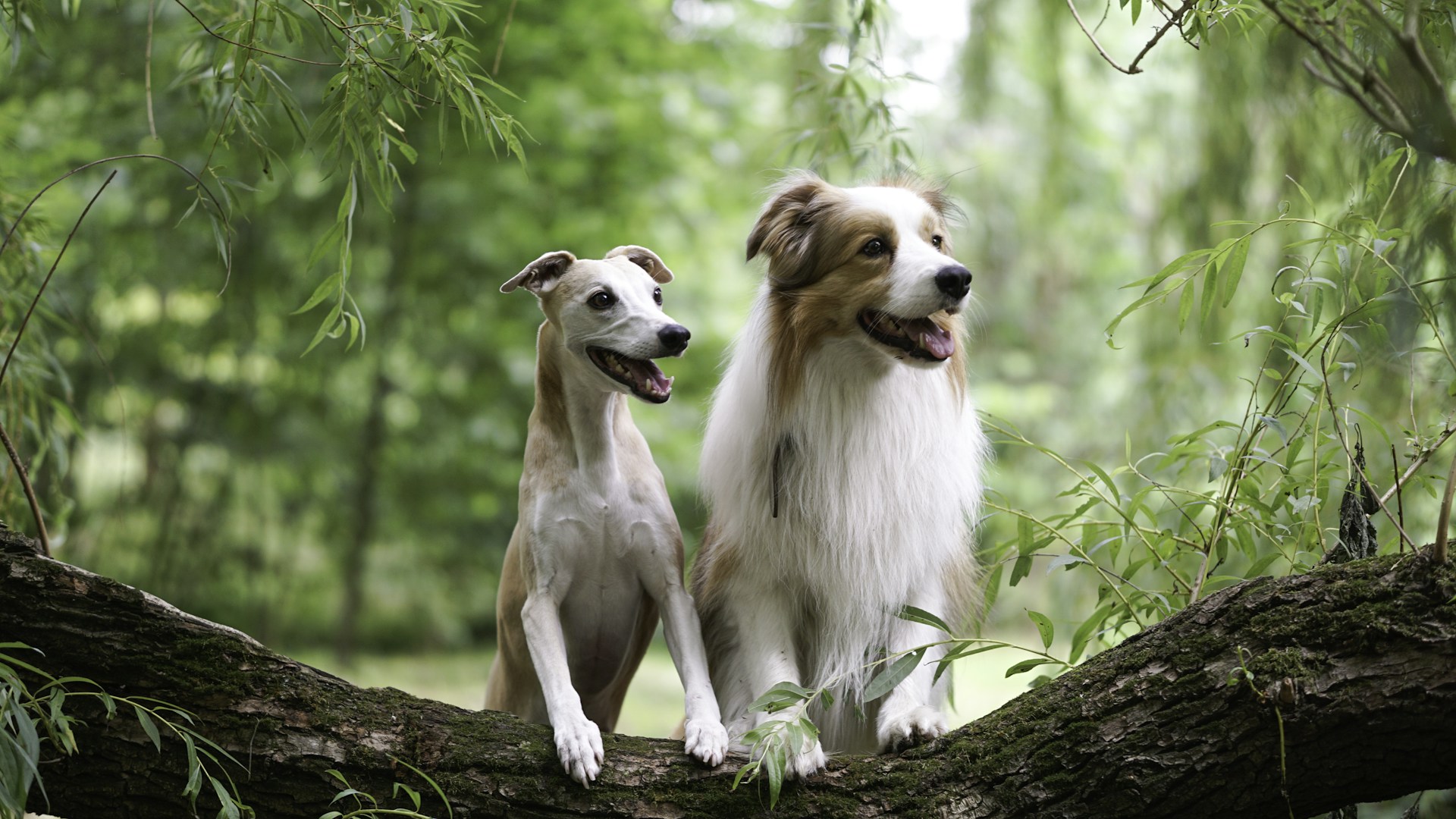 Two dogs sitting on a tree branch in the woods