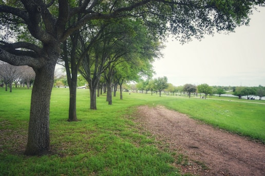 A dirt road in the middle of a grassy field