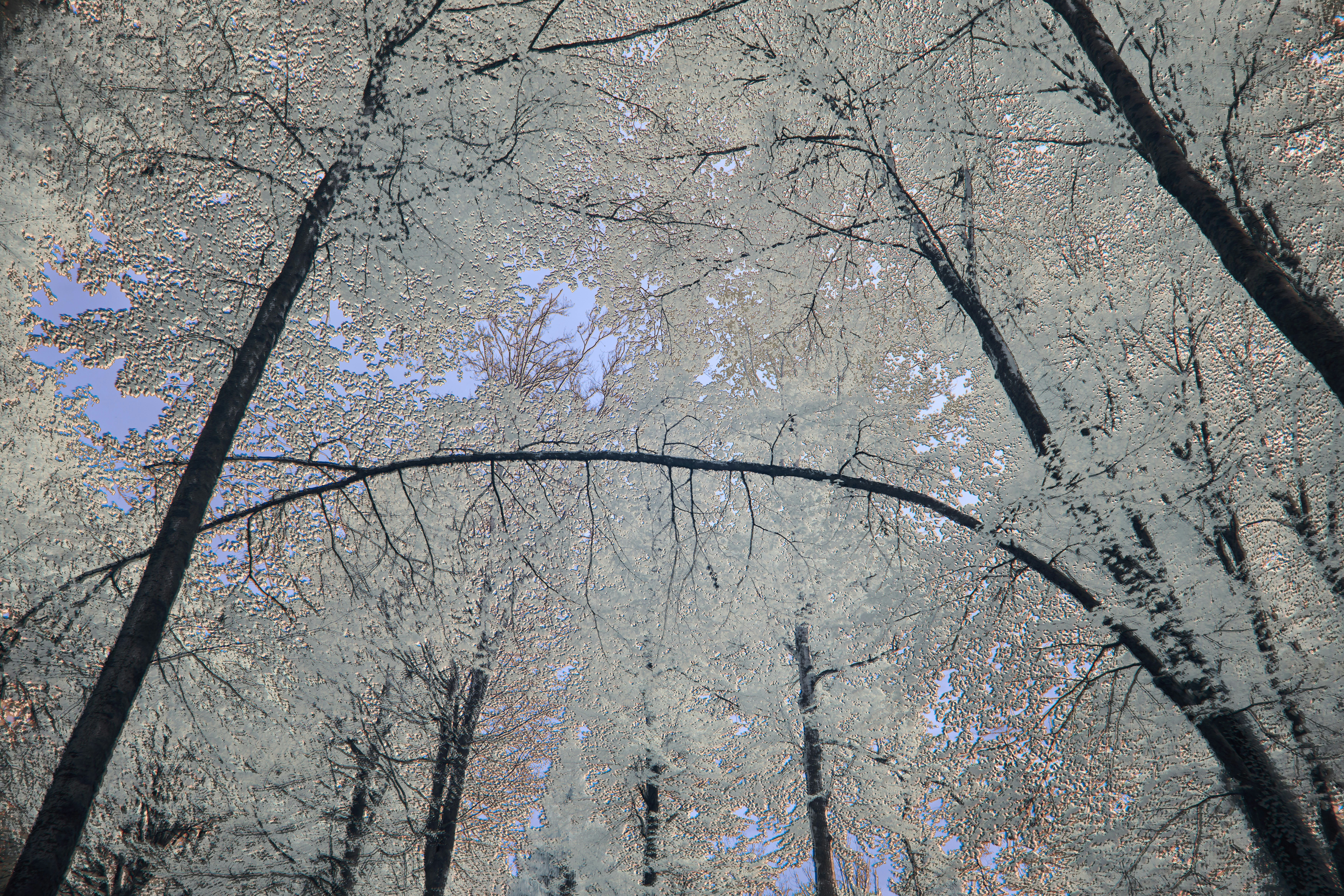 Photo by wolfgang_hasselmann