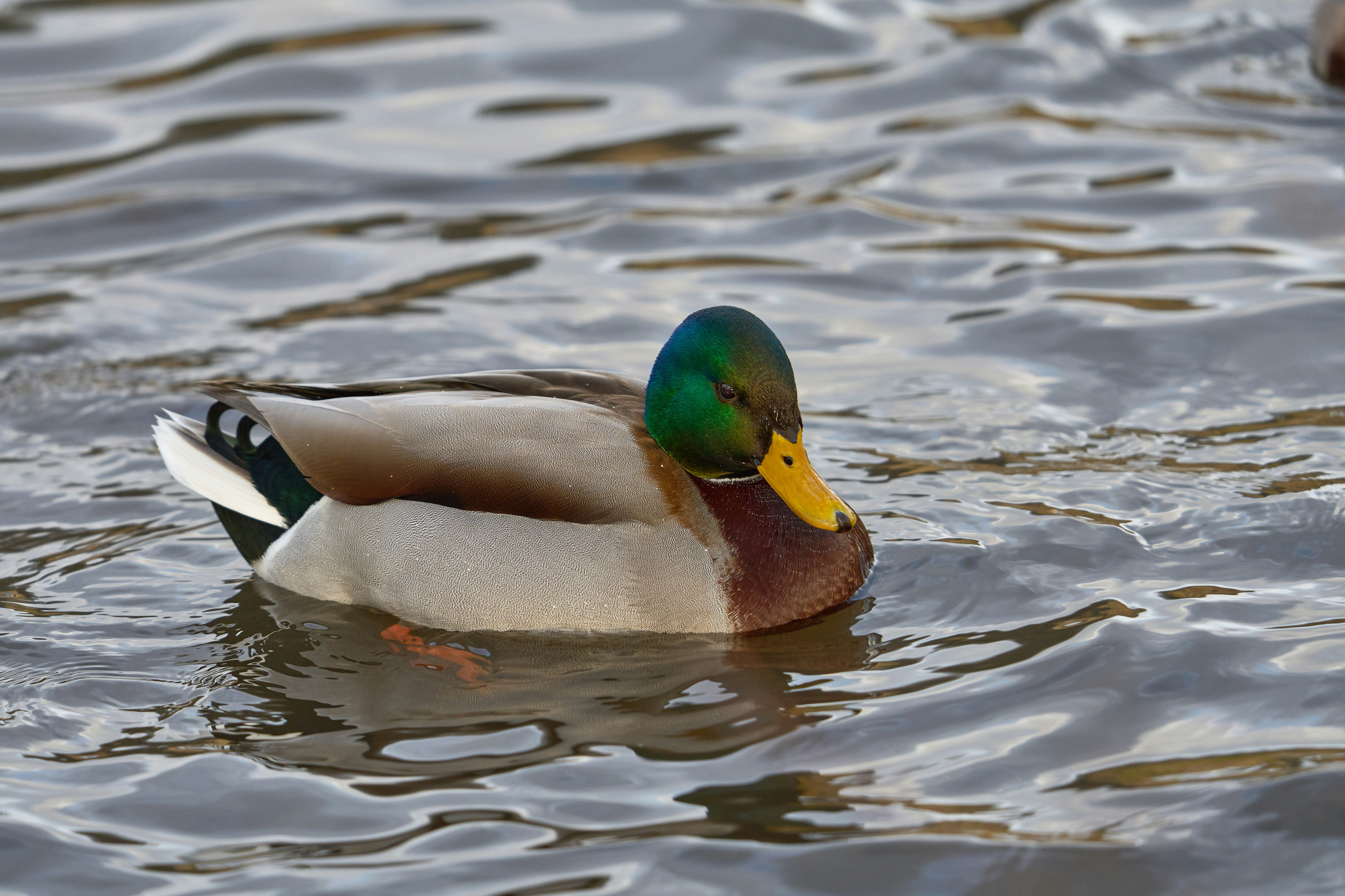 Photo by wolfgang_hasselmann