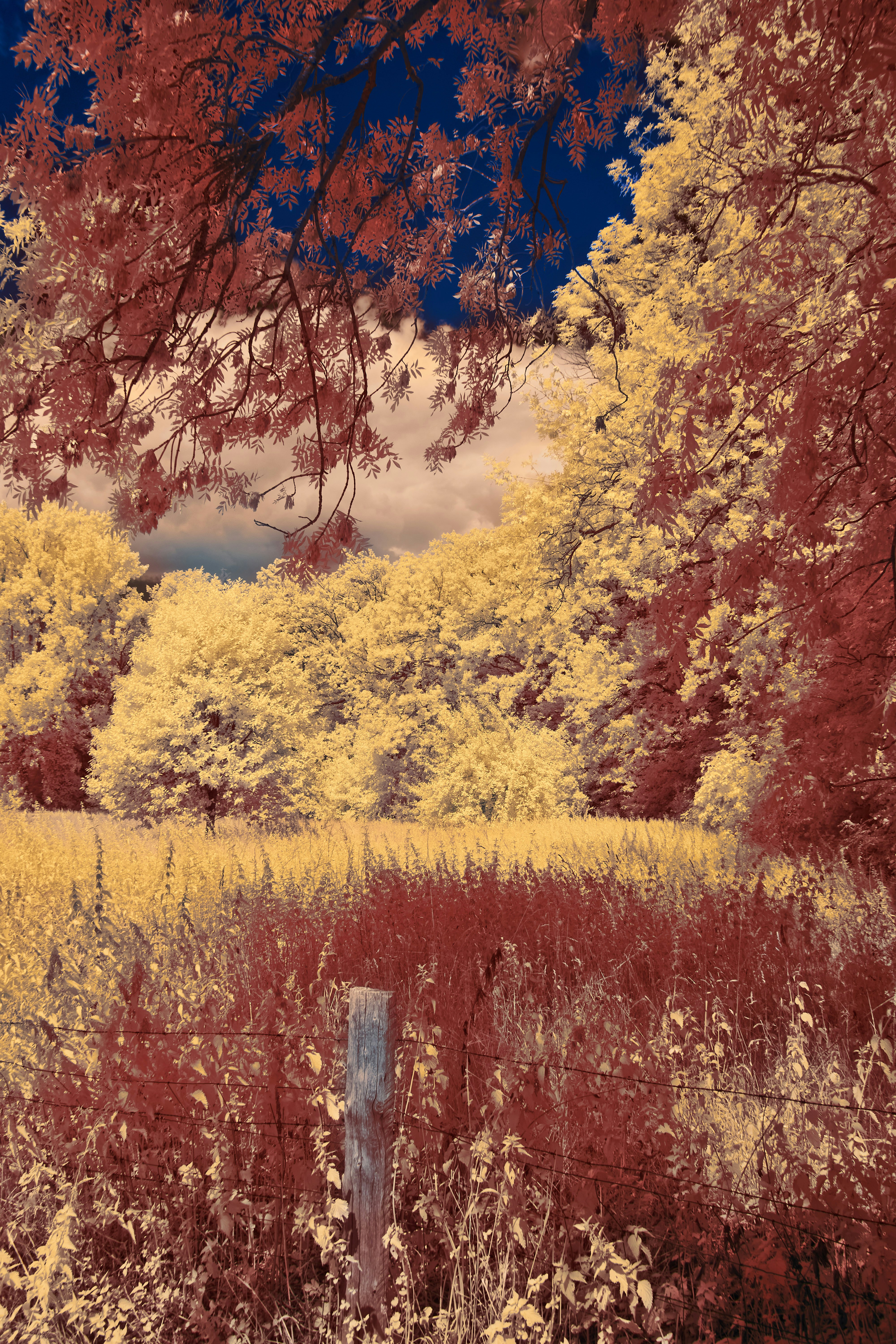 Photo by wolfgang_hasselmann