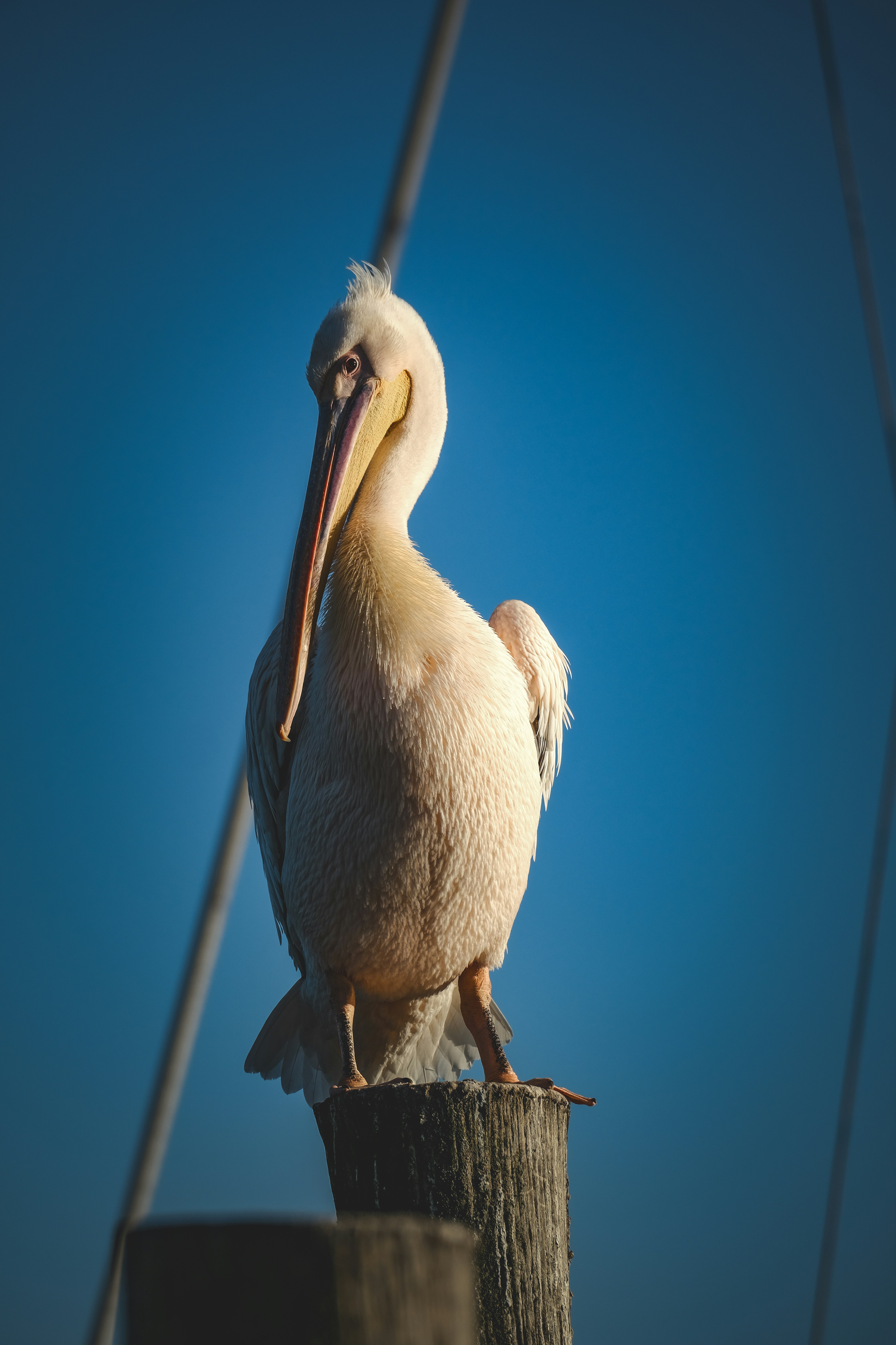 Photo by francesco_ungaro