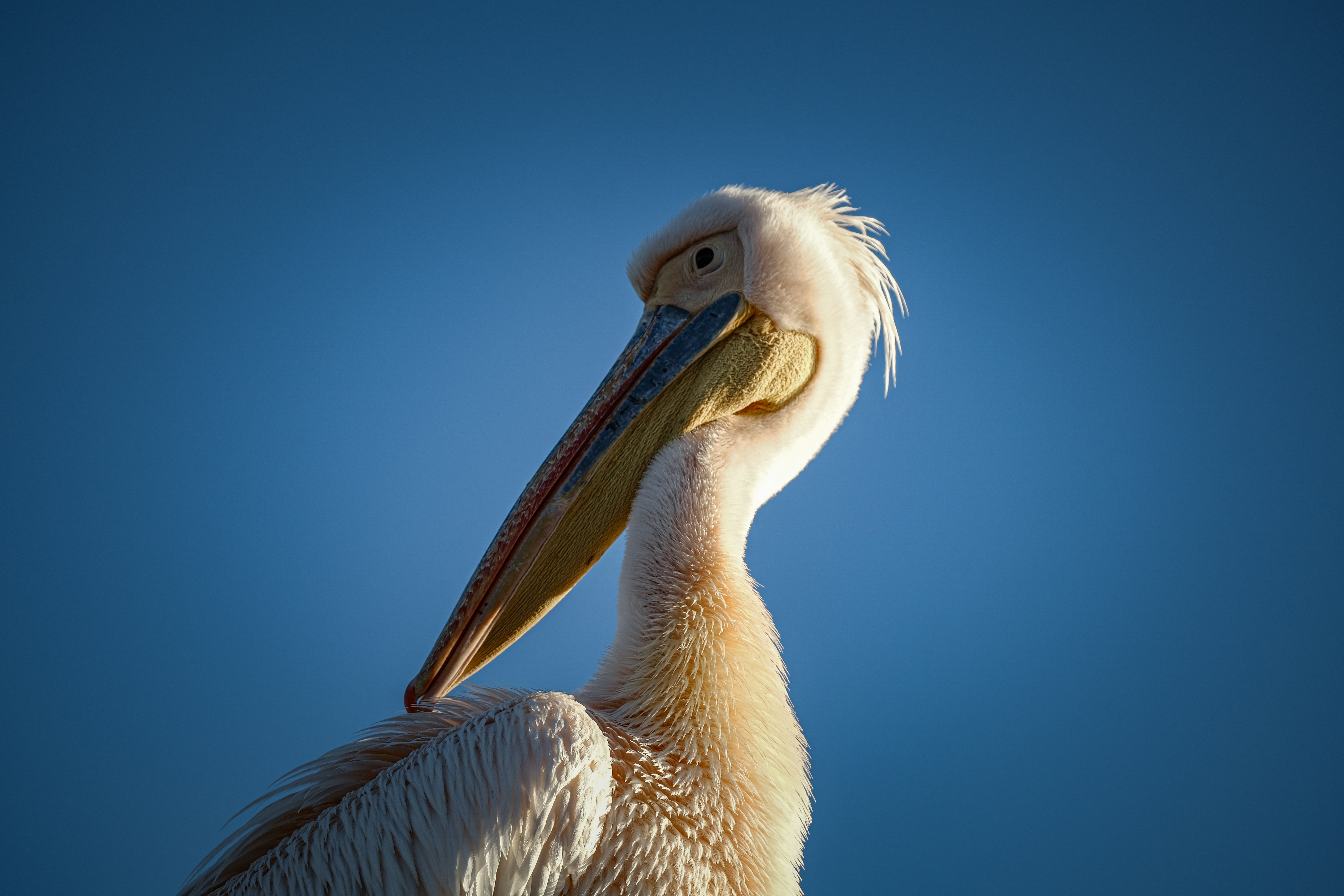 Photo by francesco_ungaro