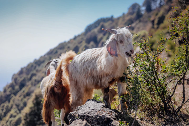 A goat standing on top of a rocky hill in Mallorca