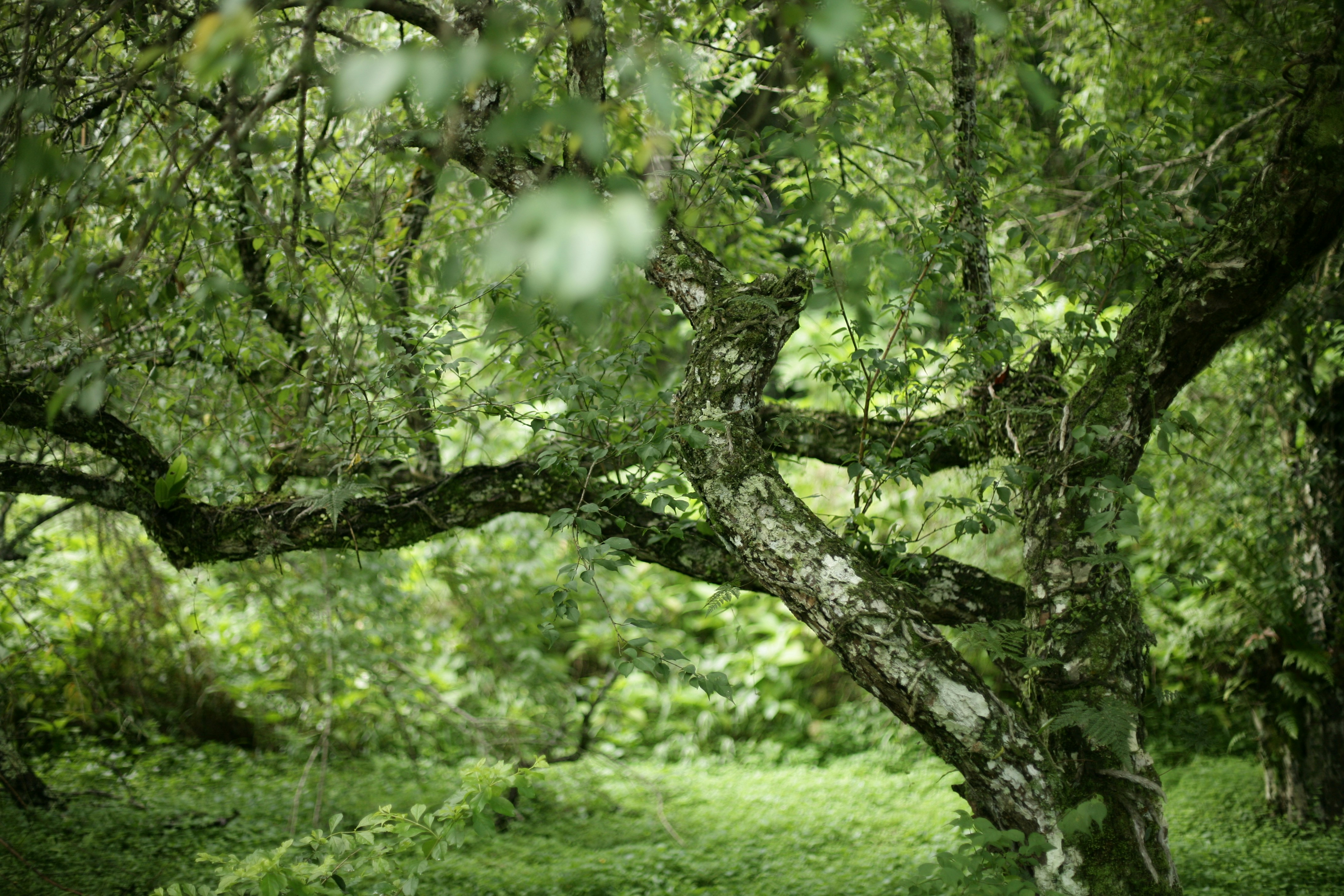 Eine Bank unter einem Baum mitten im Wald