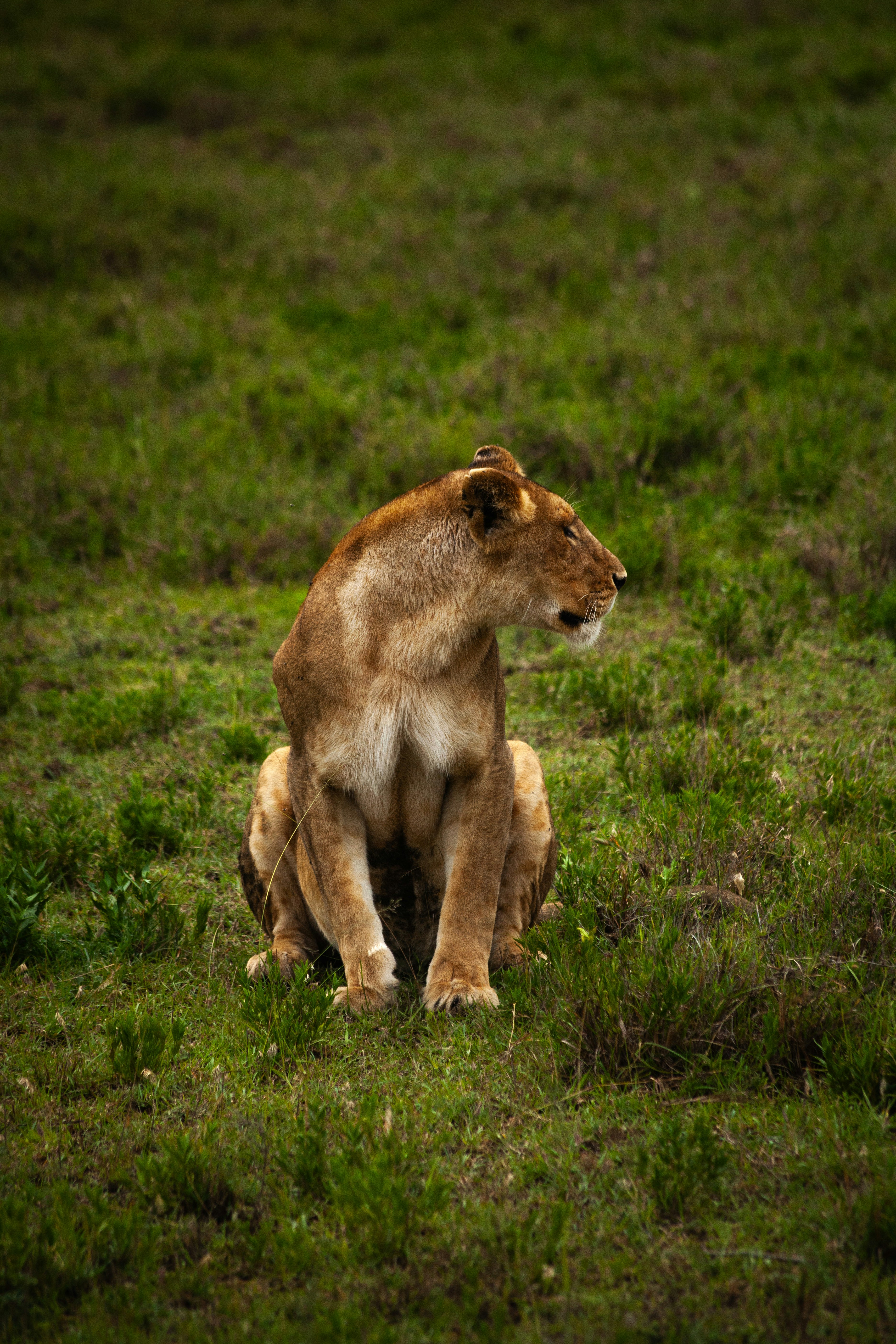 Lioness Lore (image credits: unsplash)