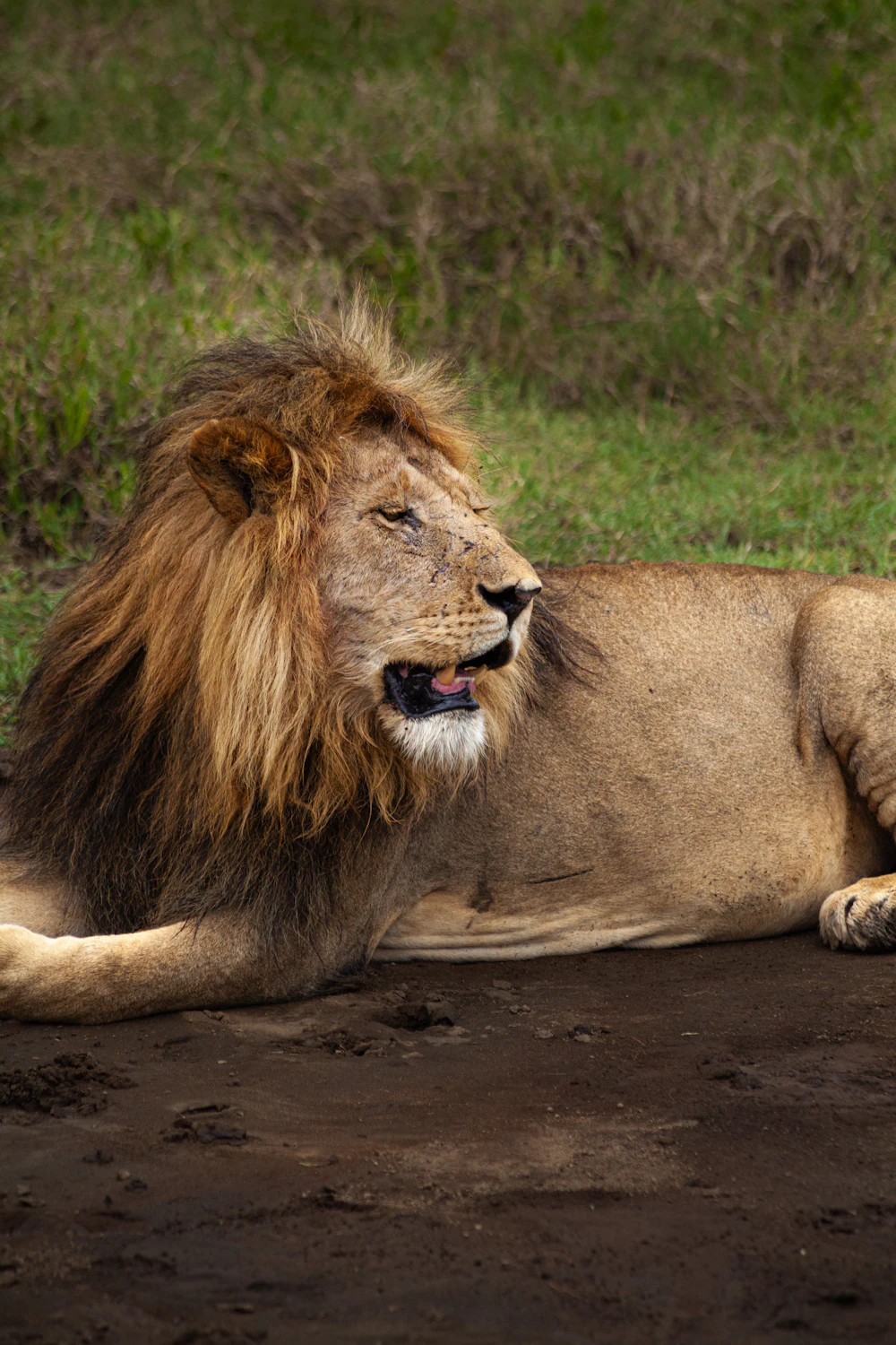 lion