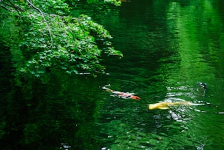 A group of fish swimming in a river