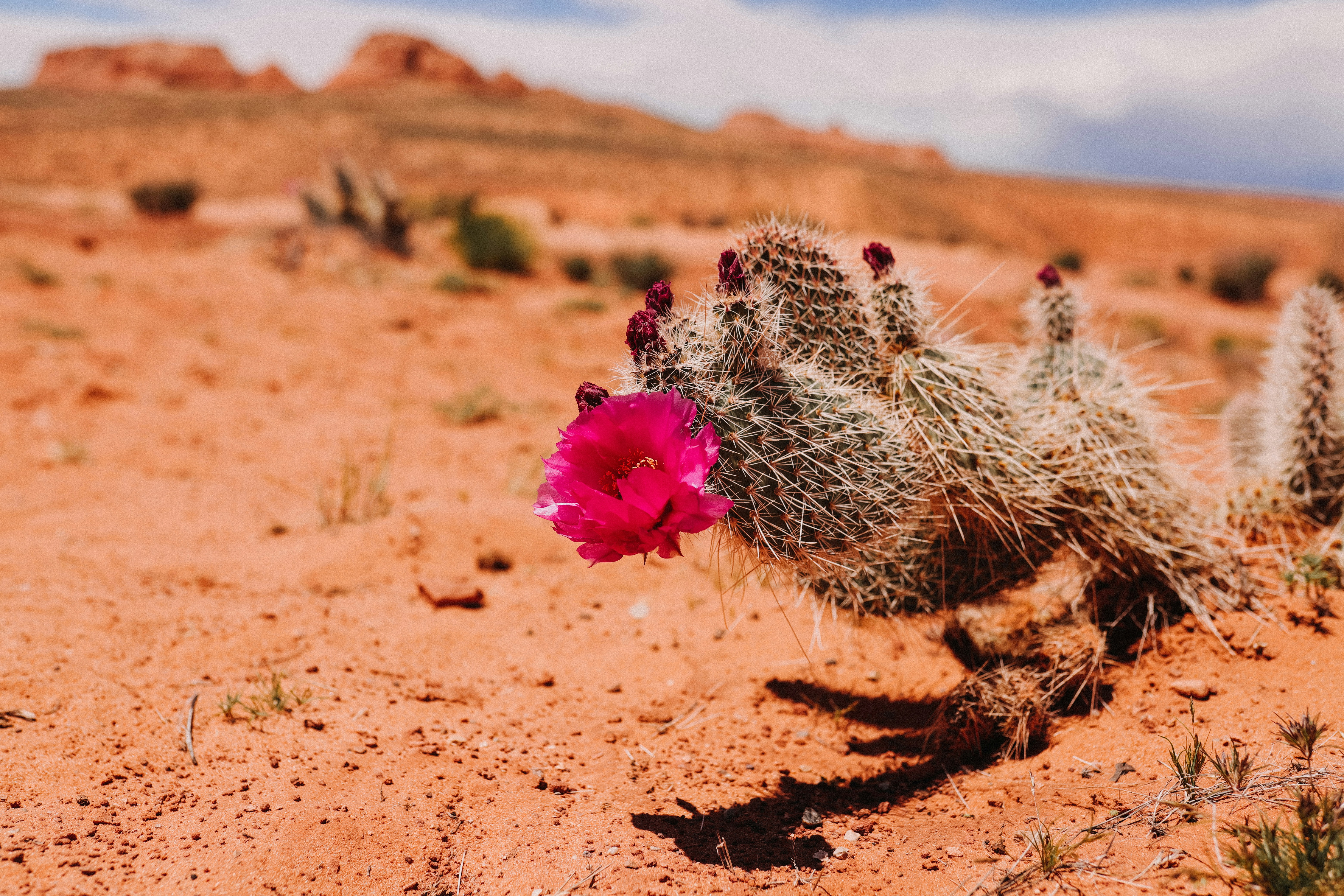 A cactus in the desert with a pink flower