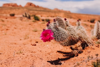 A cactus in the desert with a pink flower