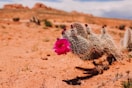 A cactus in the desert with a pink flower
