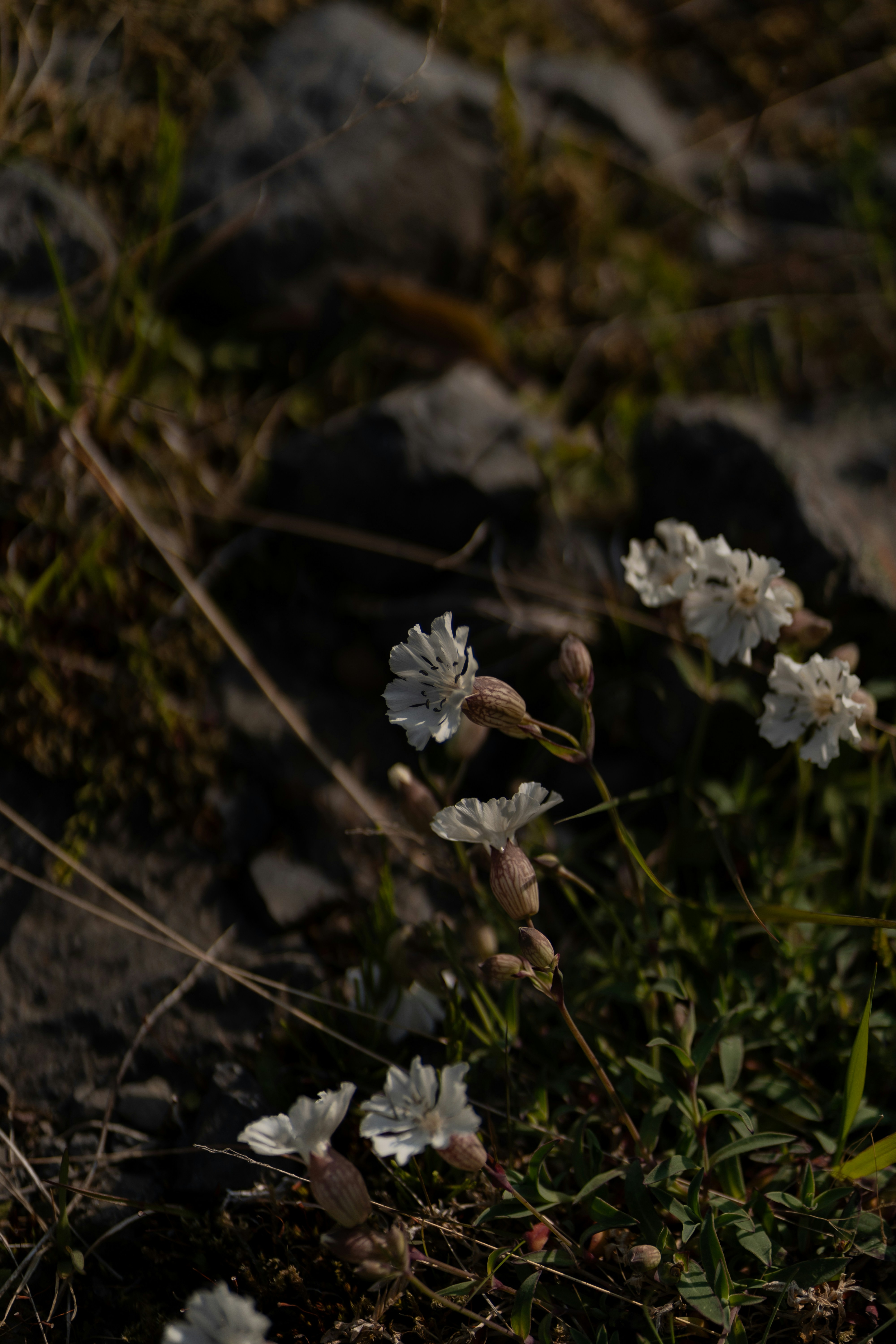 Photo by wolfart32