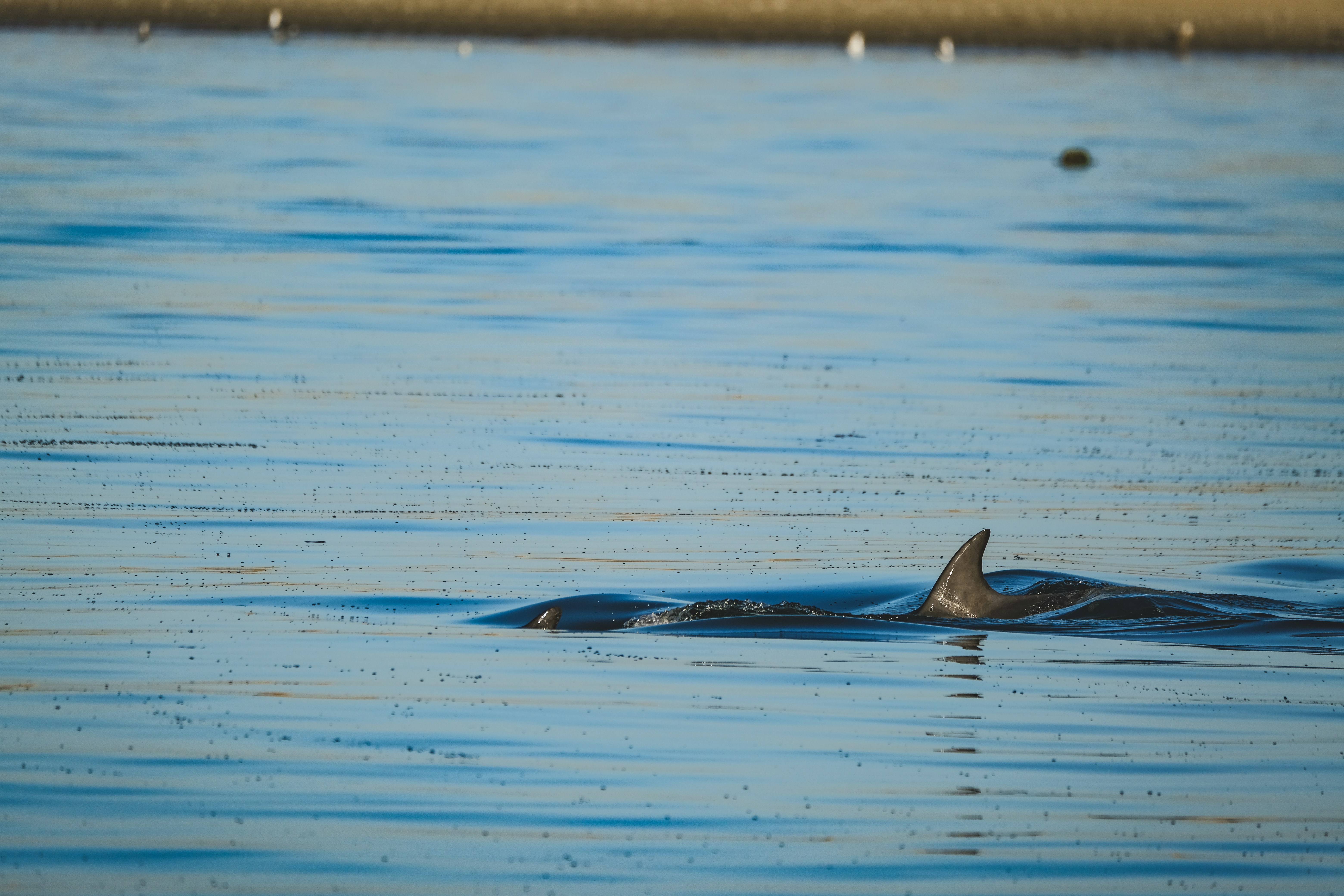 Photo by francesco_ungaro