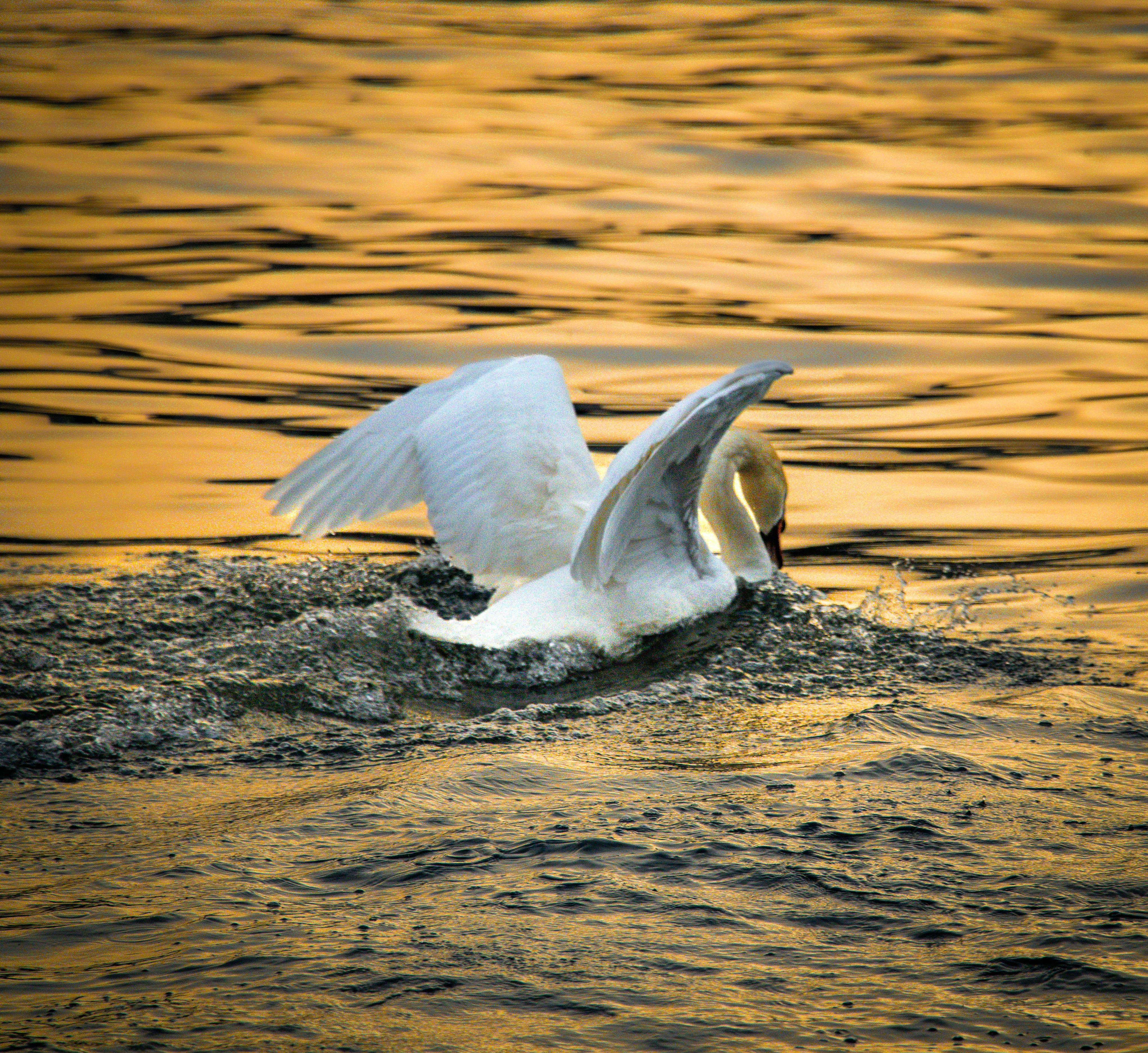 Photo by sebastianandrei