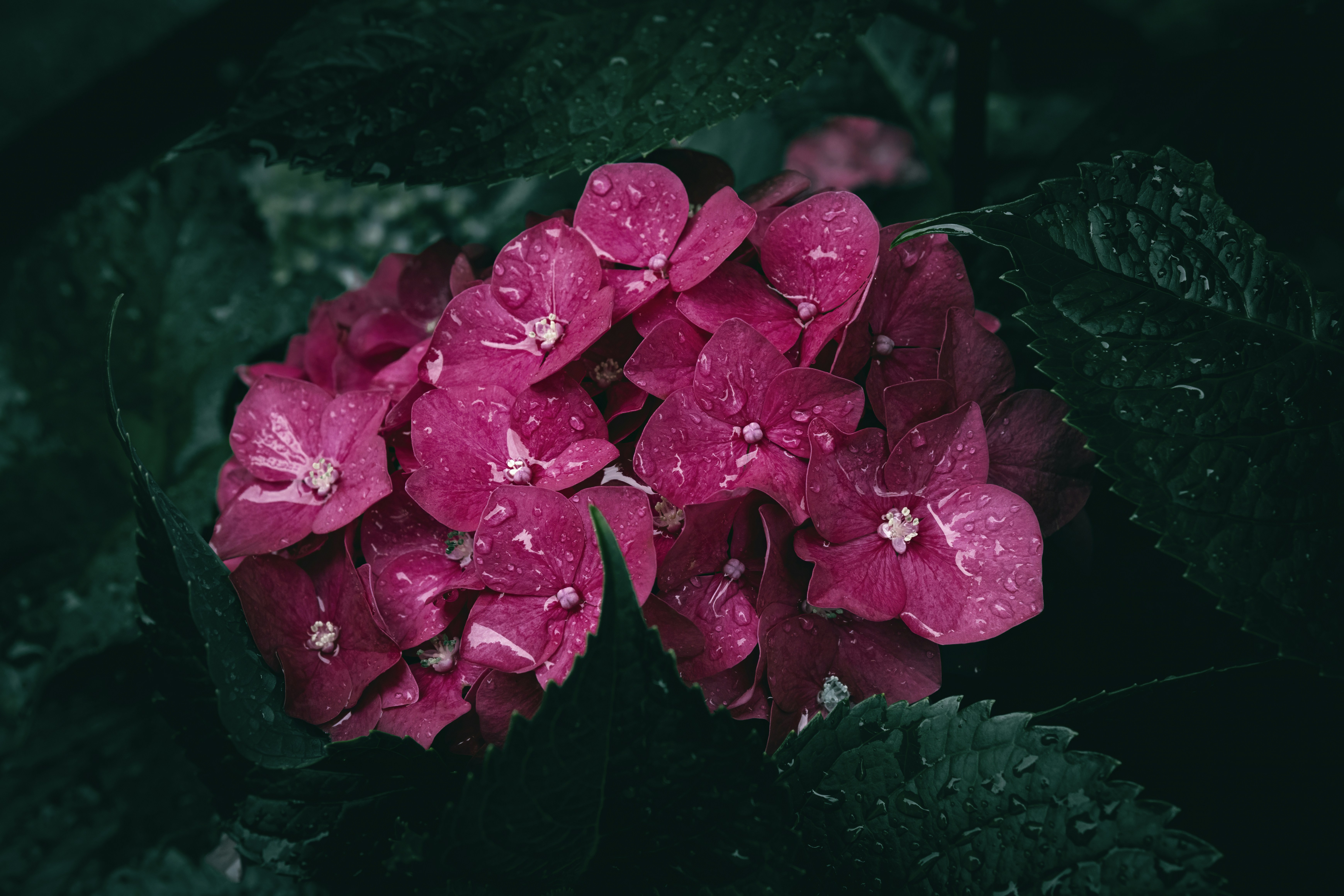 Photo by wyxina