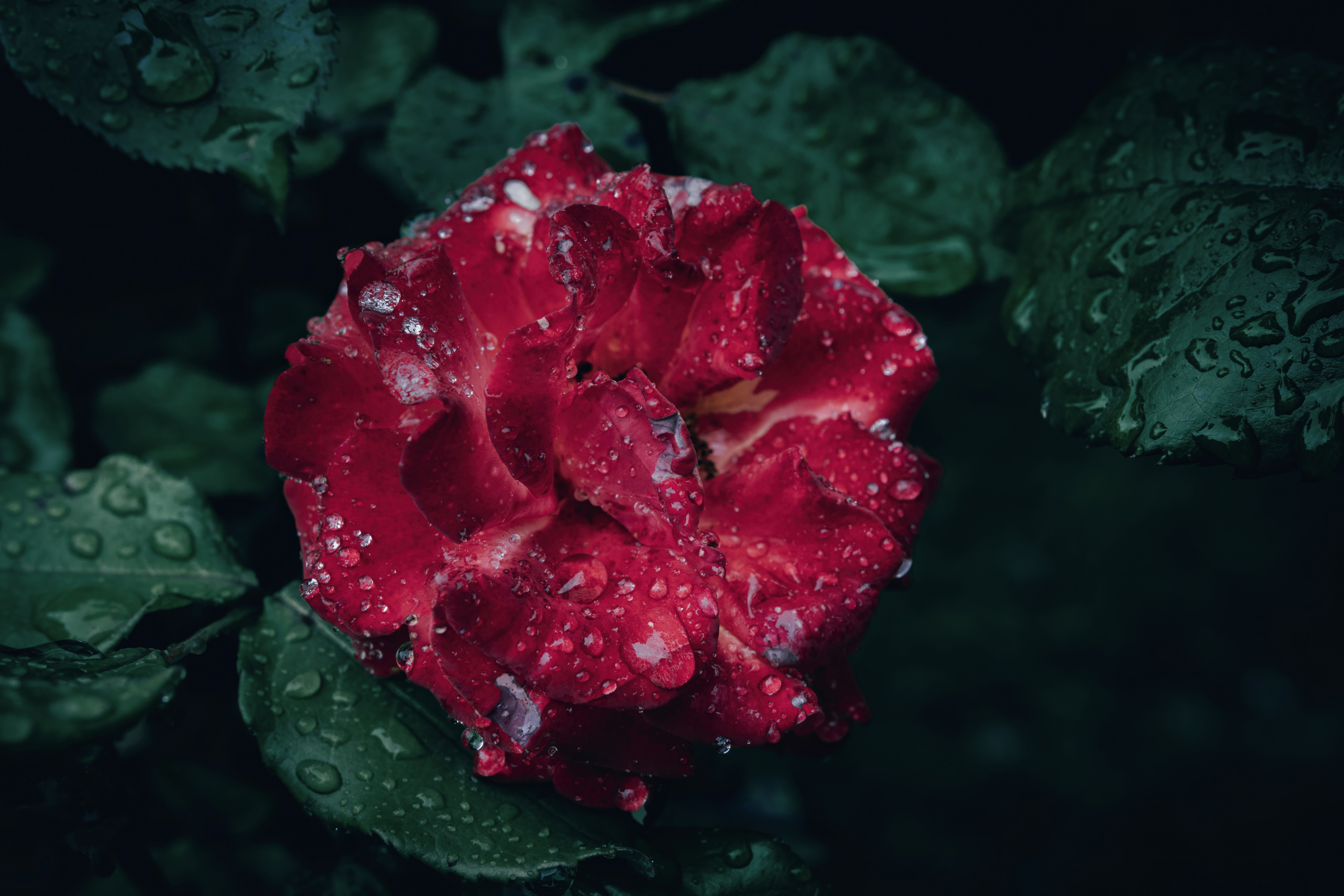 A red flower with drops of water on it