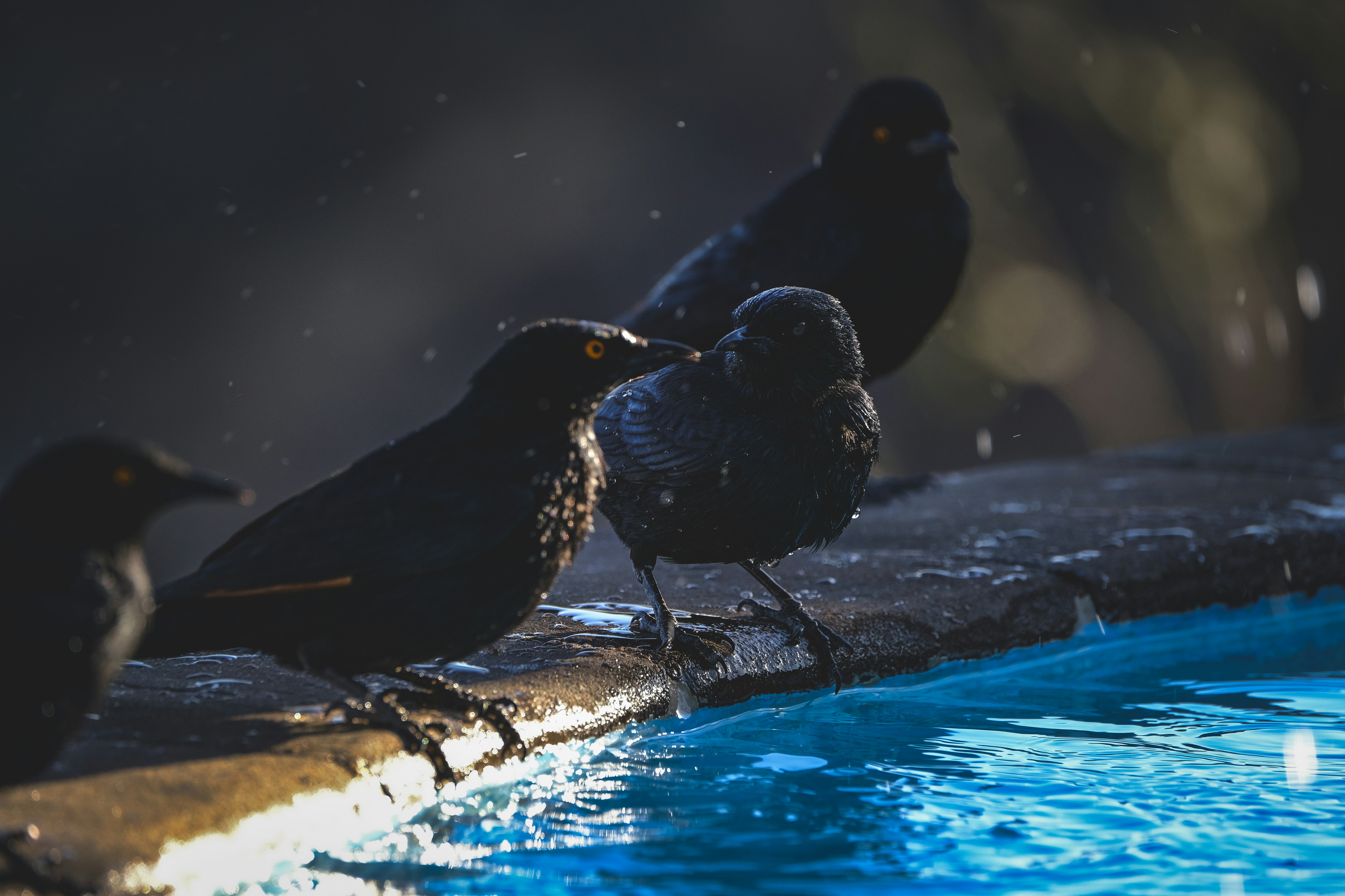 Photo by francesco_ungaro