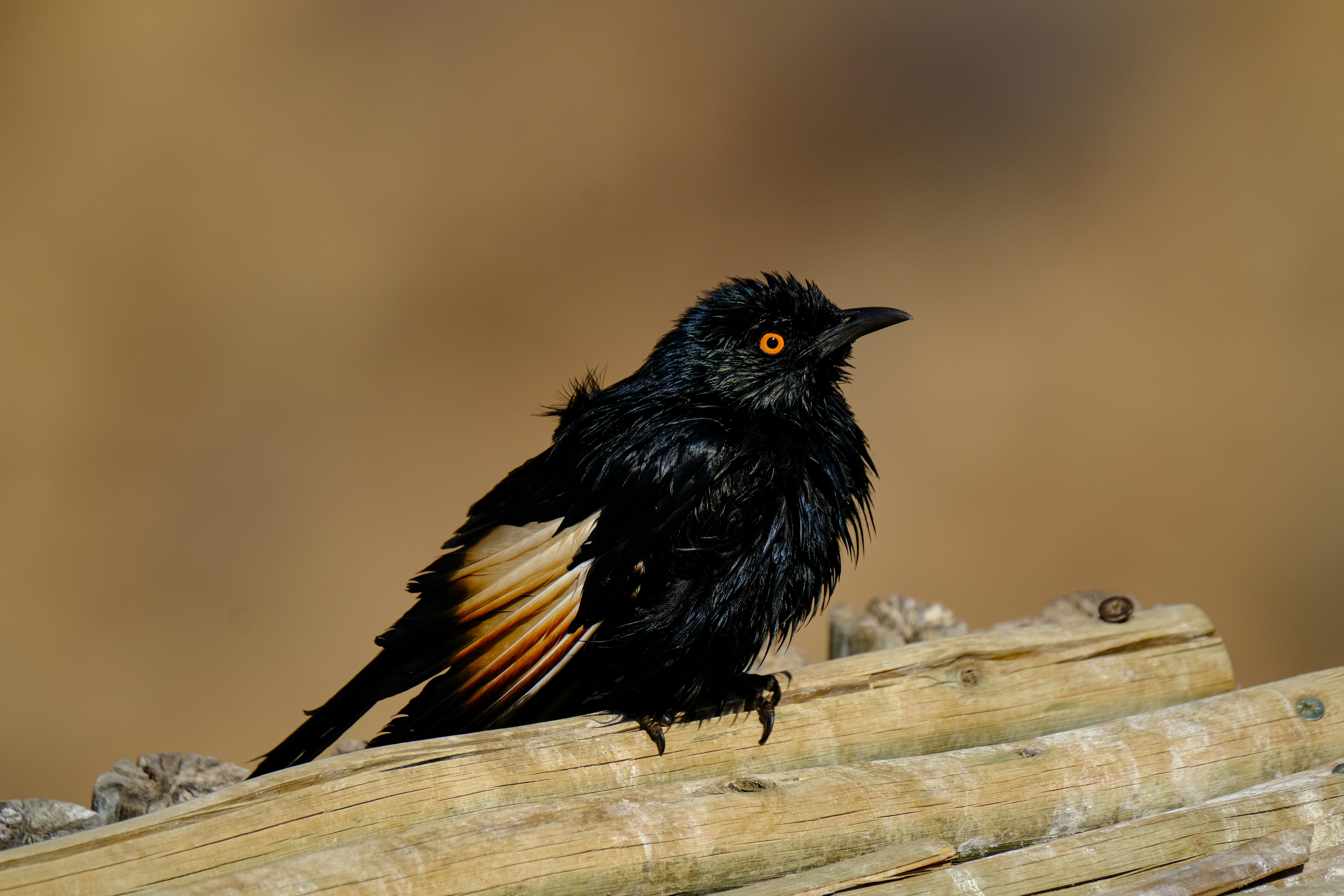 Photo by francesco_ungaro