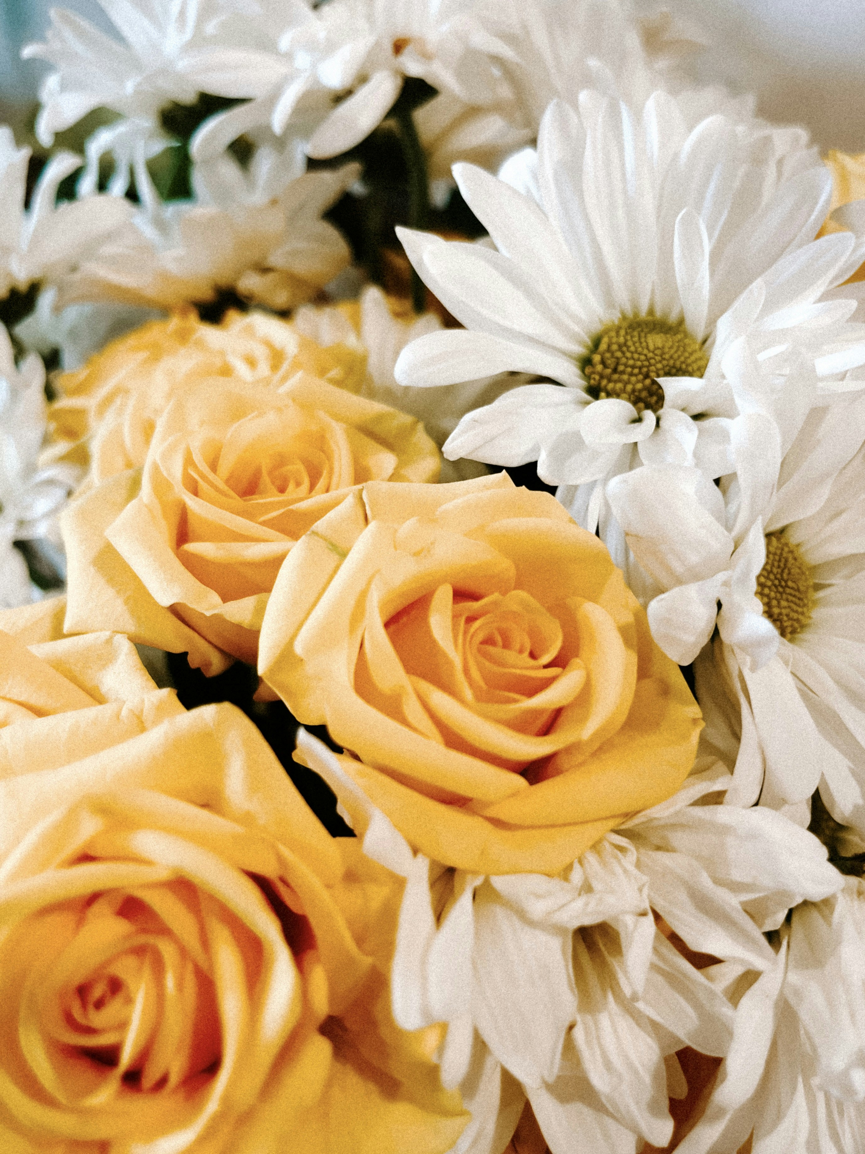 A bouquet of yellow roses and white daisies photo Free Nature Image
