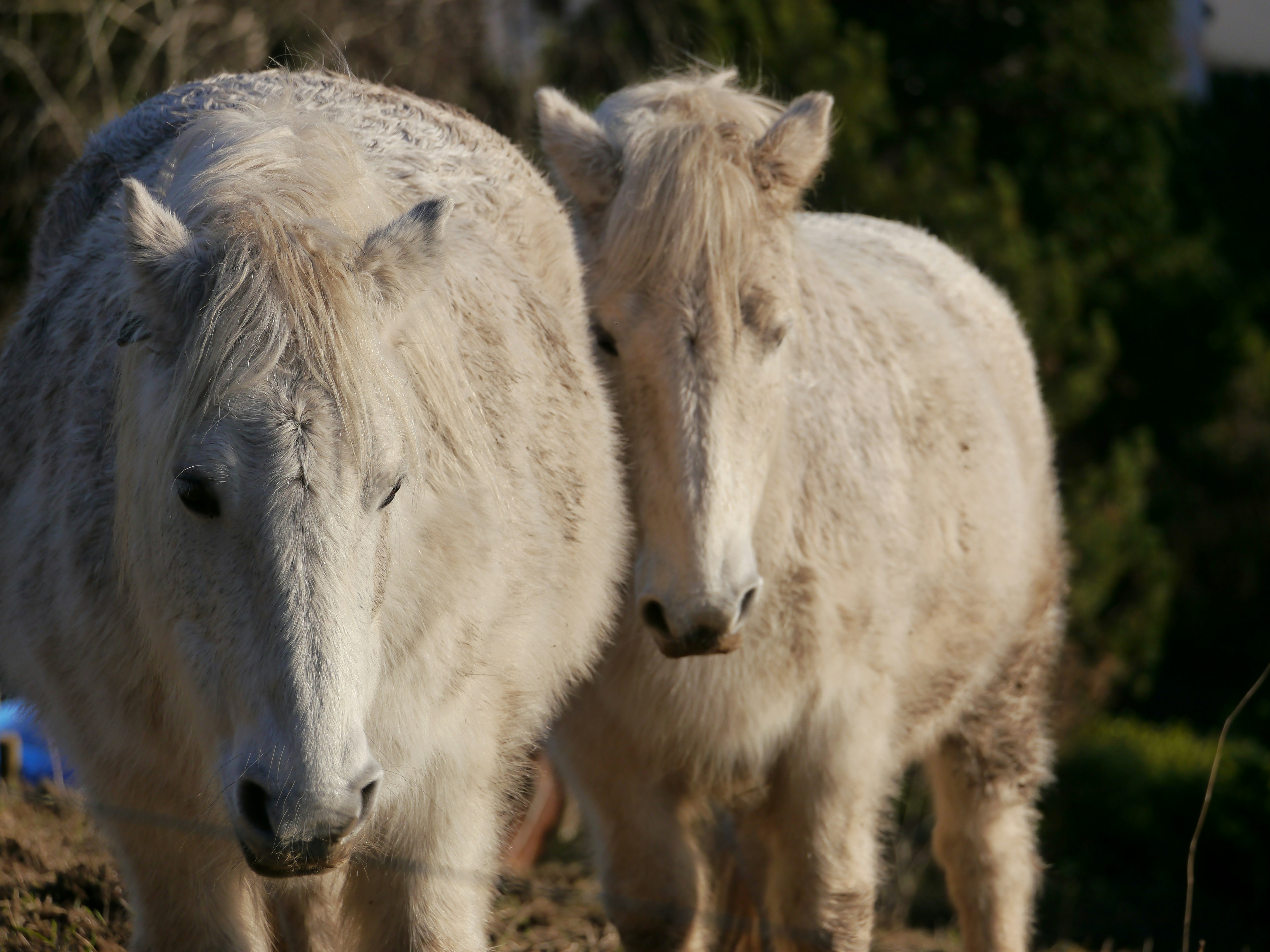 A couple of white horses standing next to each other