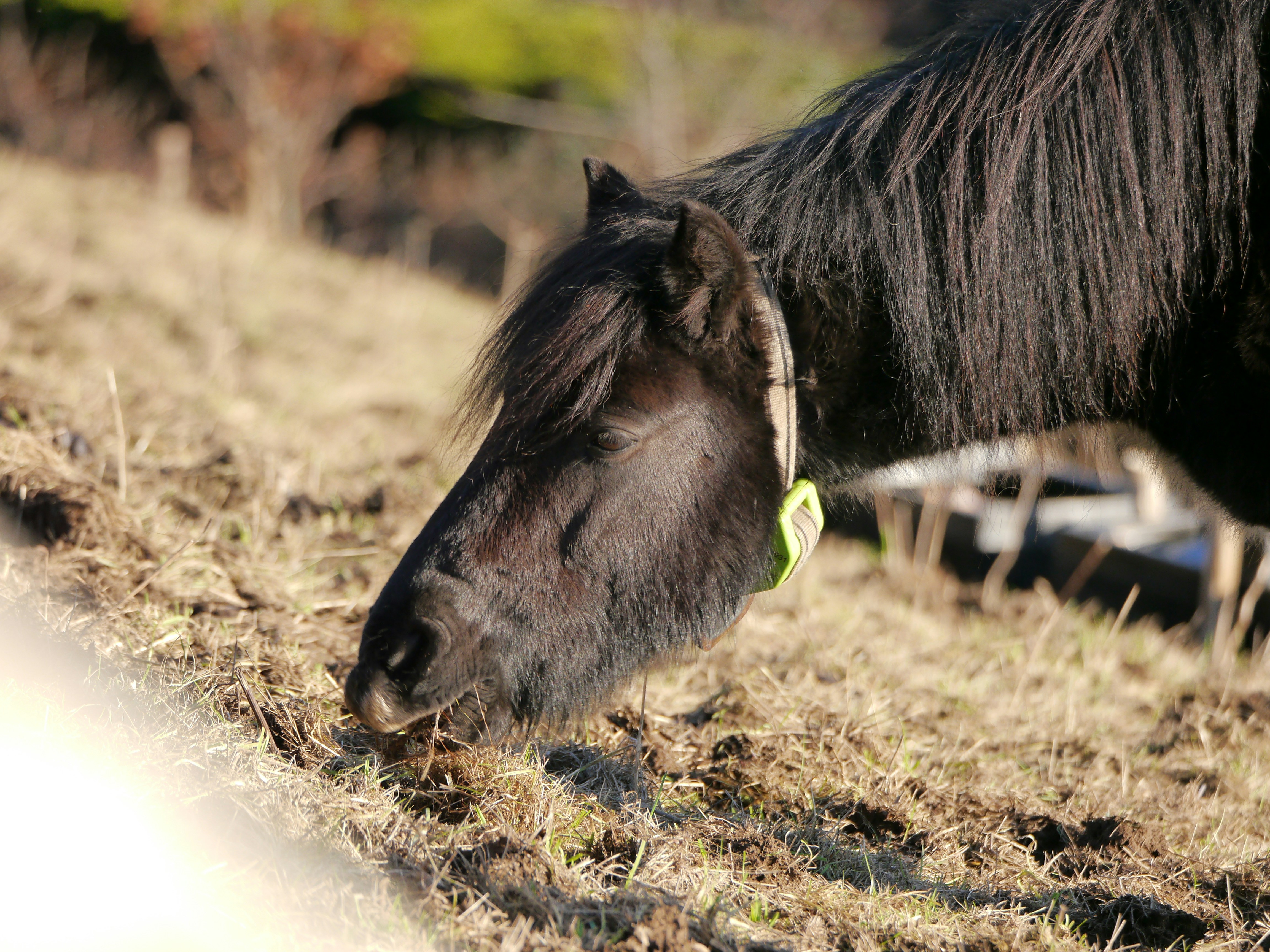 A close up of a horse in a field