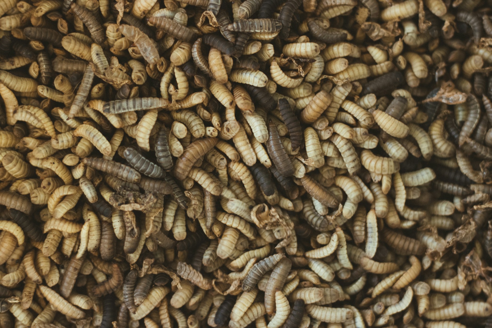 A large pile of worms is shown in this image