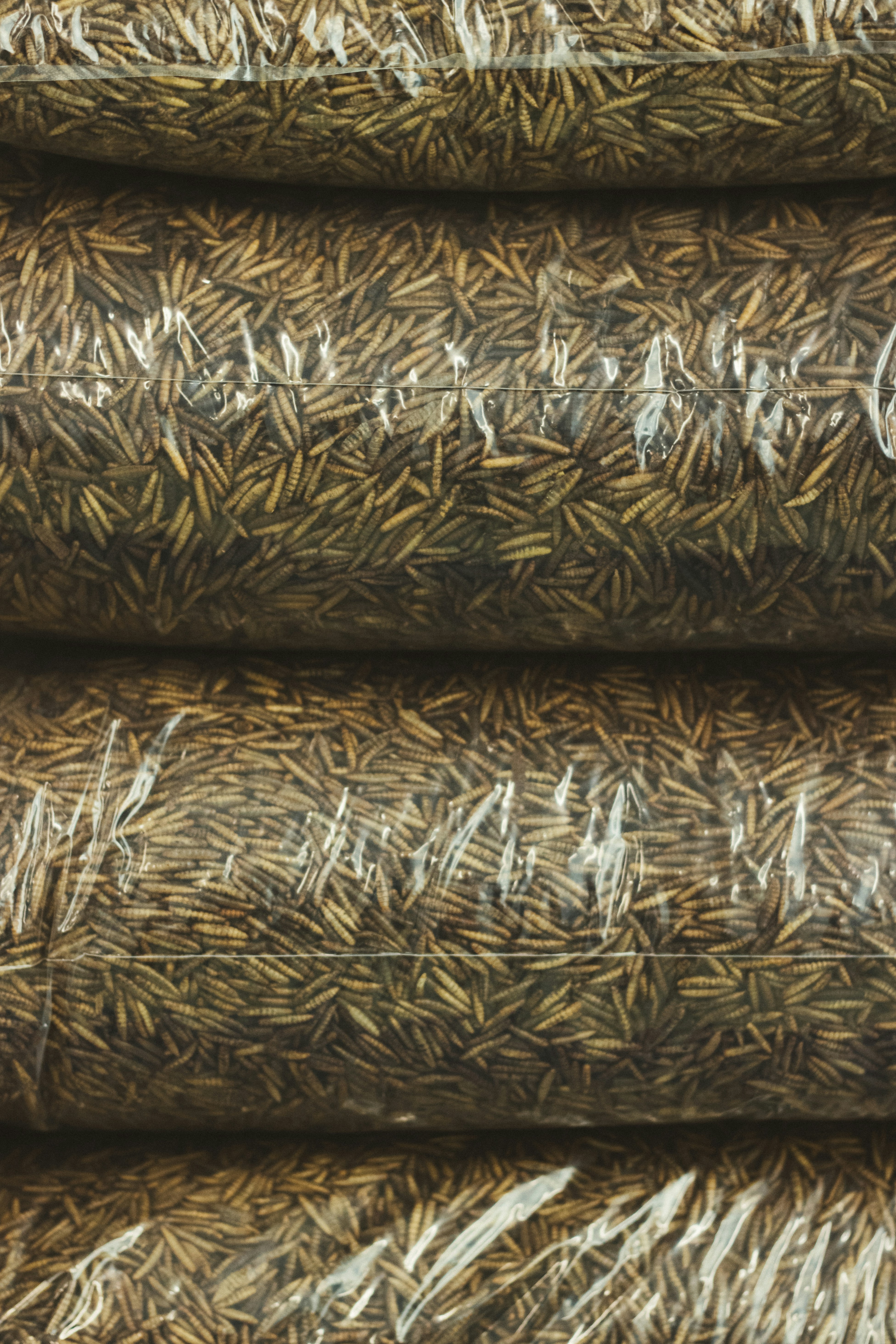 A close up of a bunch of grass