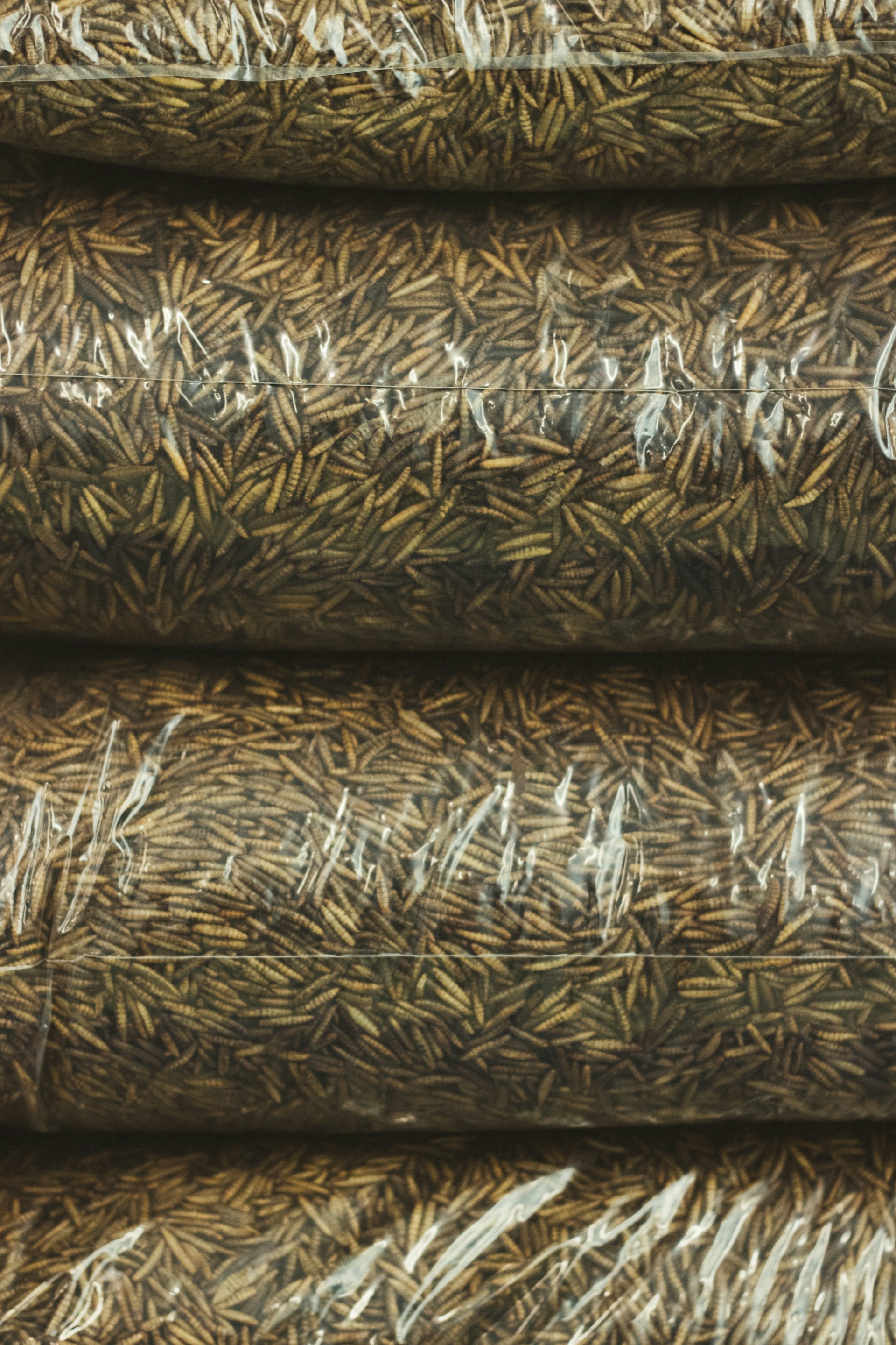 A close up of a bunch of grass