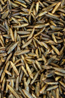 A pile of brown bugs sitting on top of each other