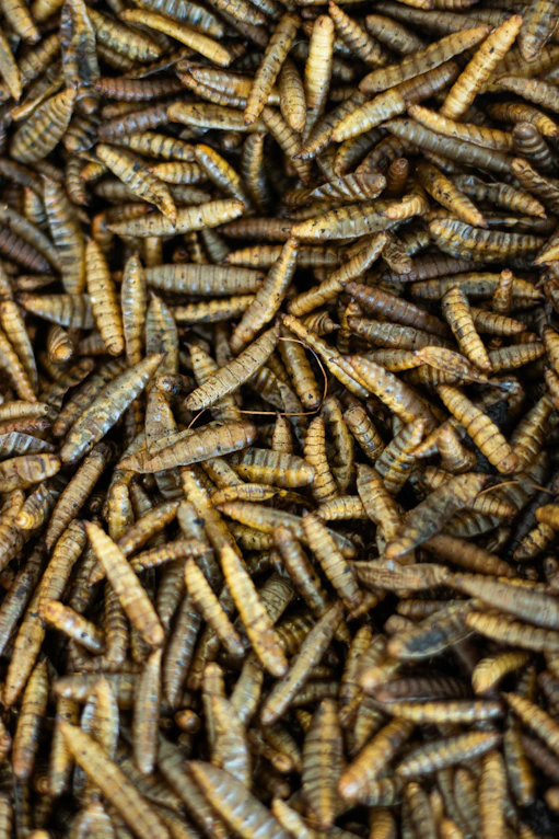 A pile of brown bugs sitting on top of each other