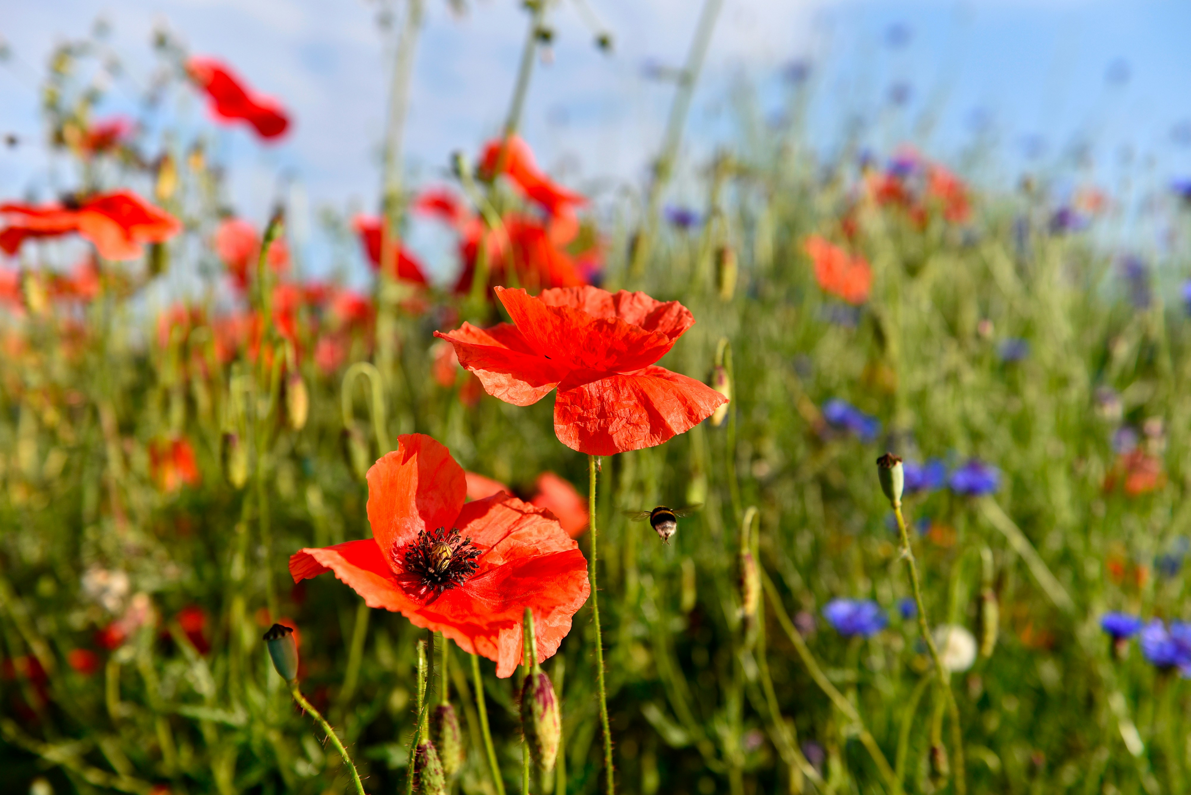 Photo by nadra_waeber