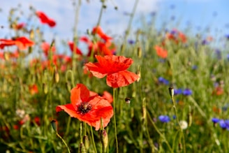 A field full of red and blue flowers