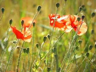 A bunch of flowers that are in the grass