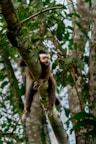 A monkey is climbing up a tree branch