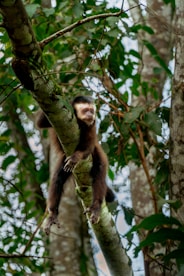 A monkey is climbing up a tree branch