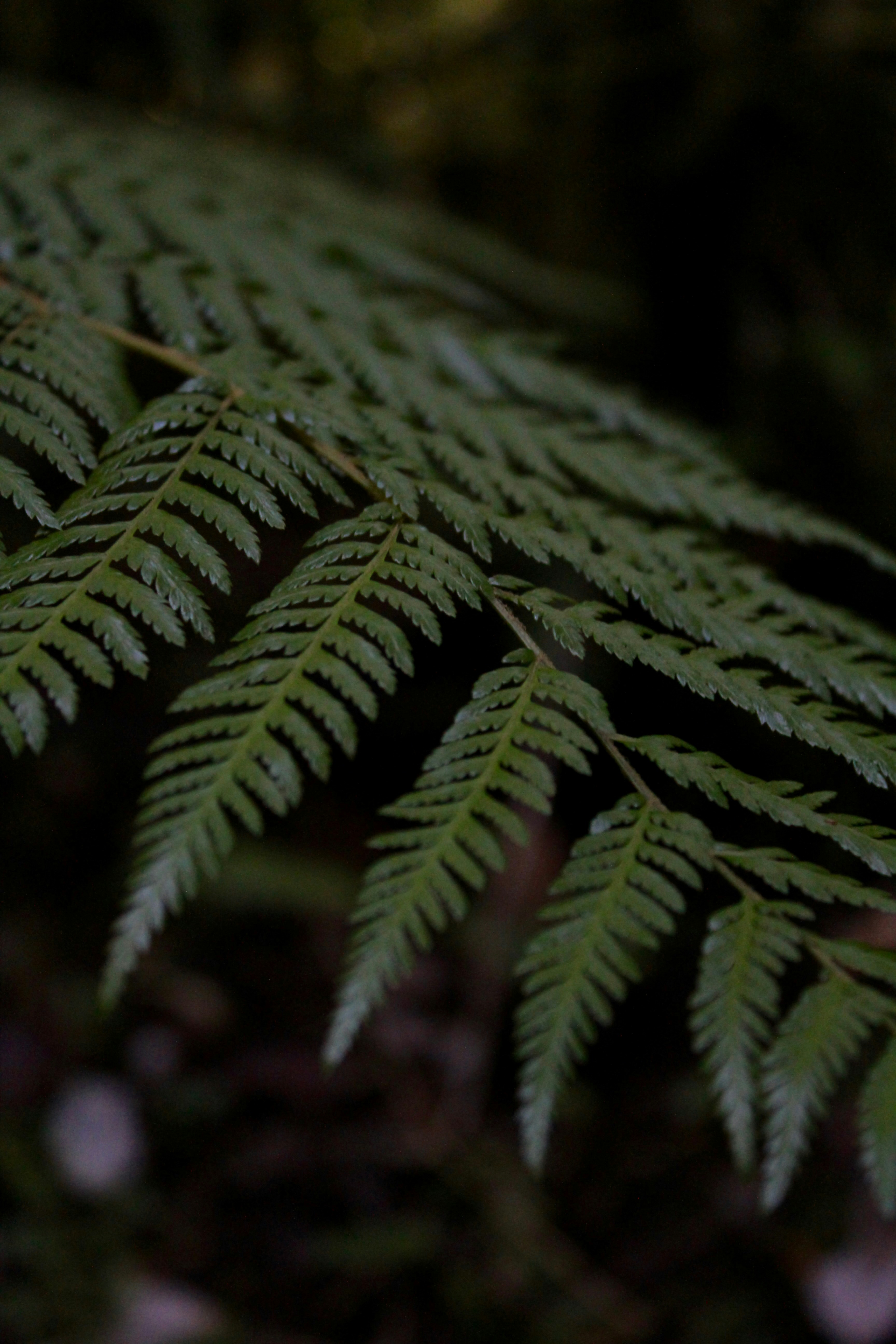 Photo by cirarrazaval