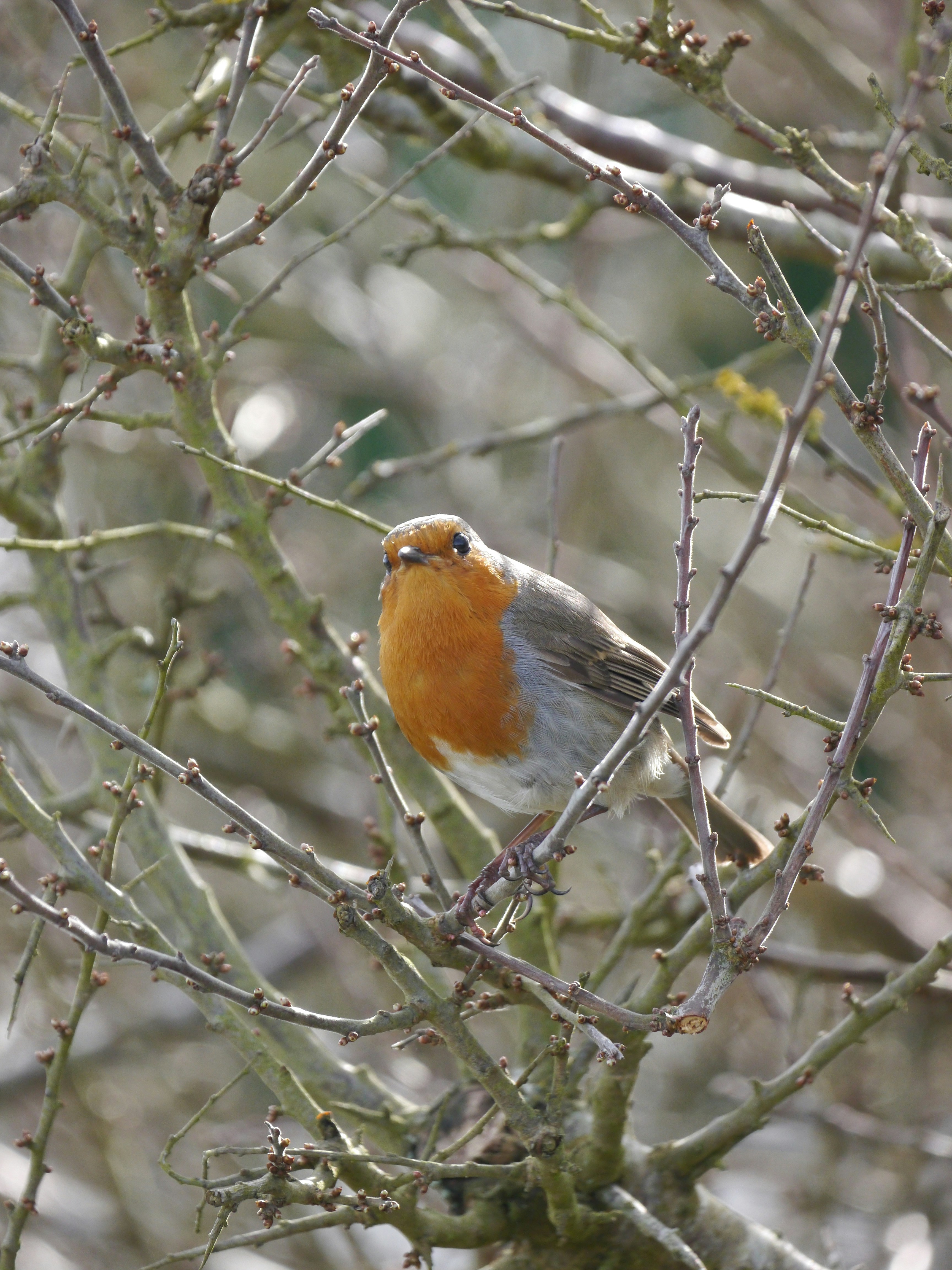 A small bird perched on top of a tree branch