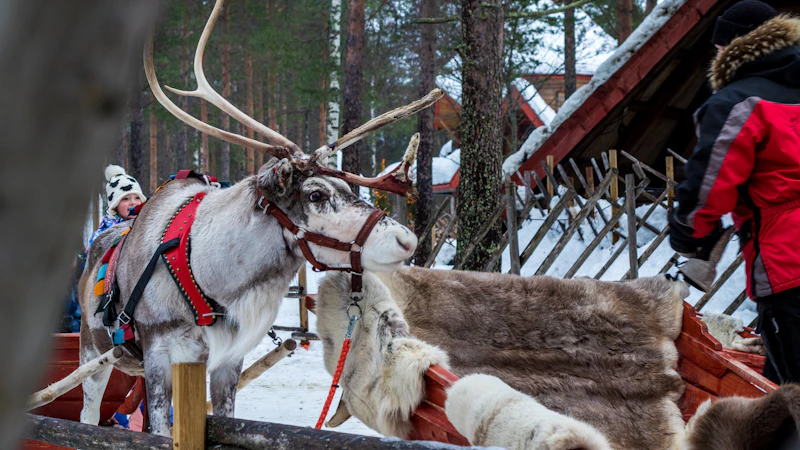 Best Budget Eats in Rovaniemi: Great Food Without the Big Bill