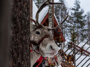 A reindeer wearing a harness standing next to a tree