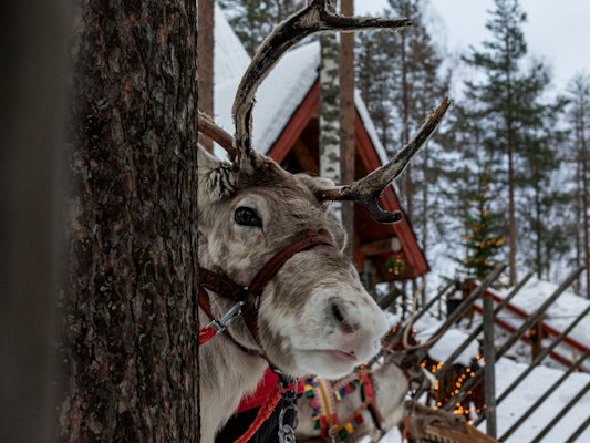 A reindeer in harness beside a pine — Rovaniemi, Finland