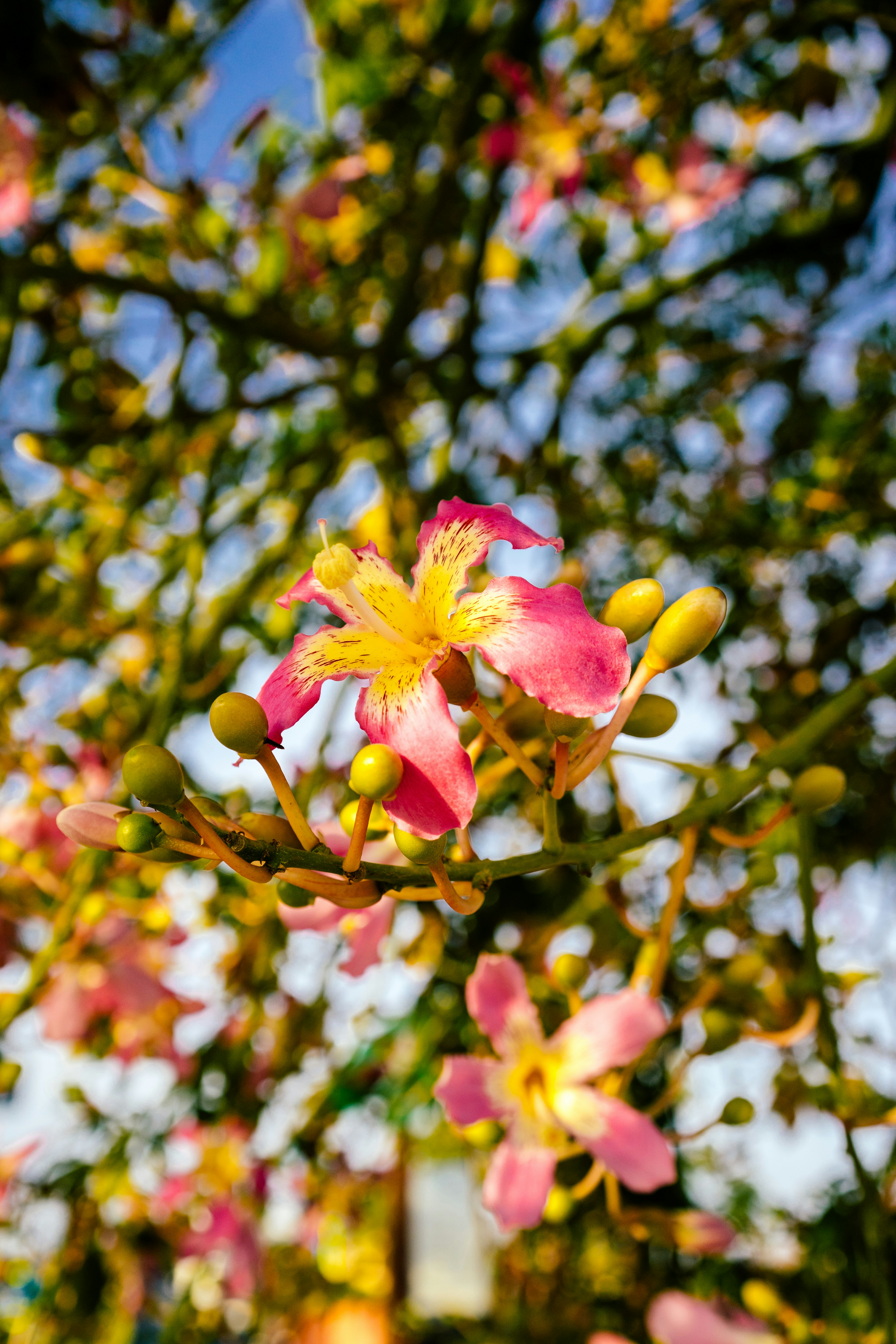 Photo by igorharrier