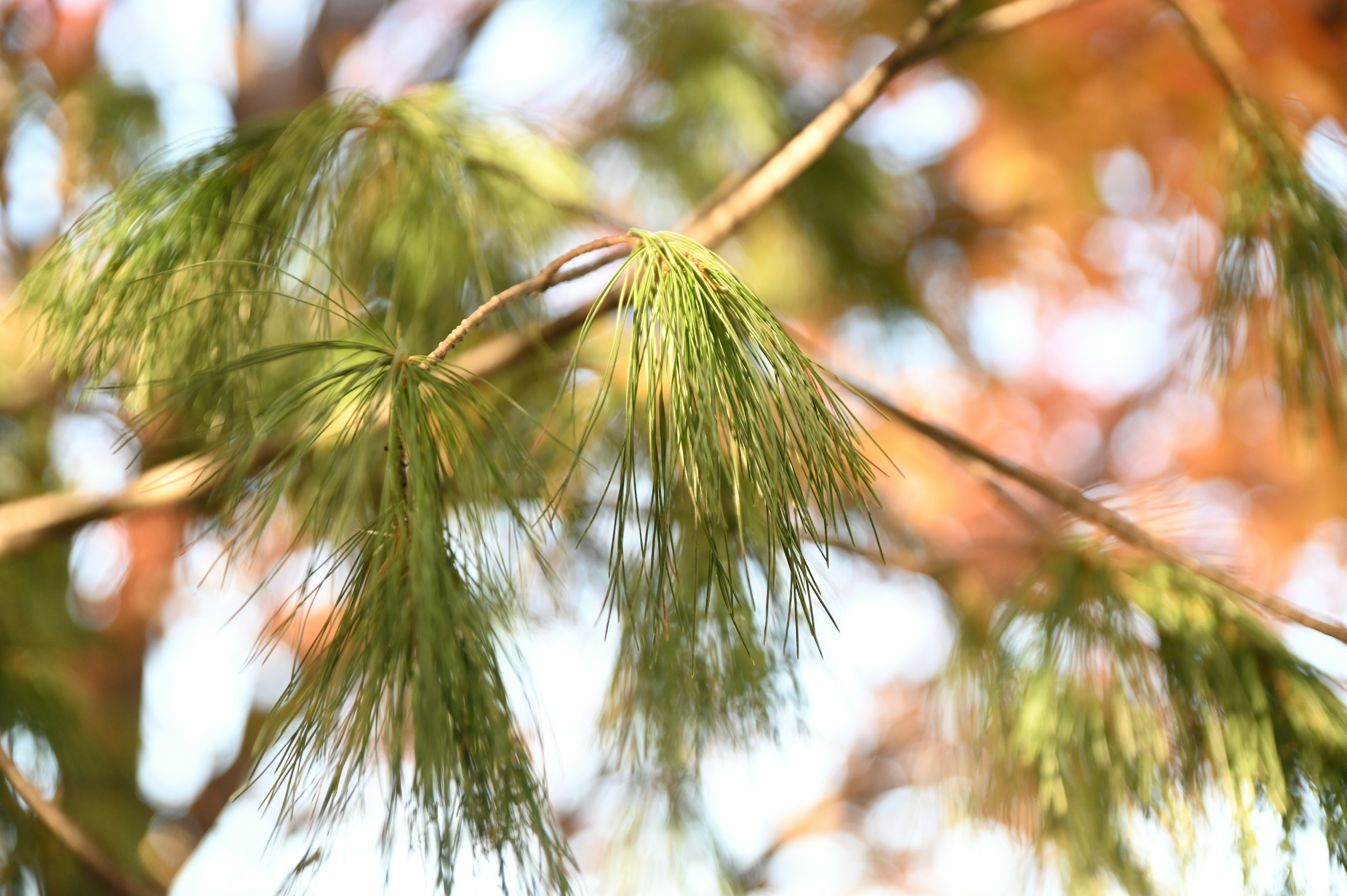 Photo by golfnmachine