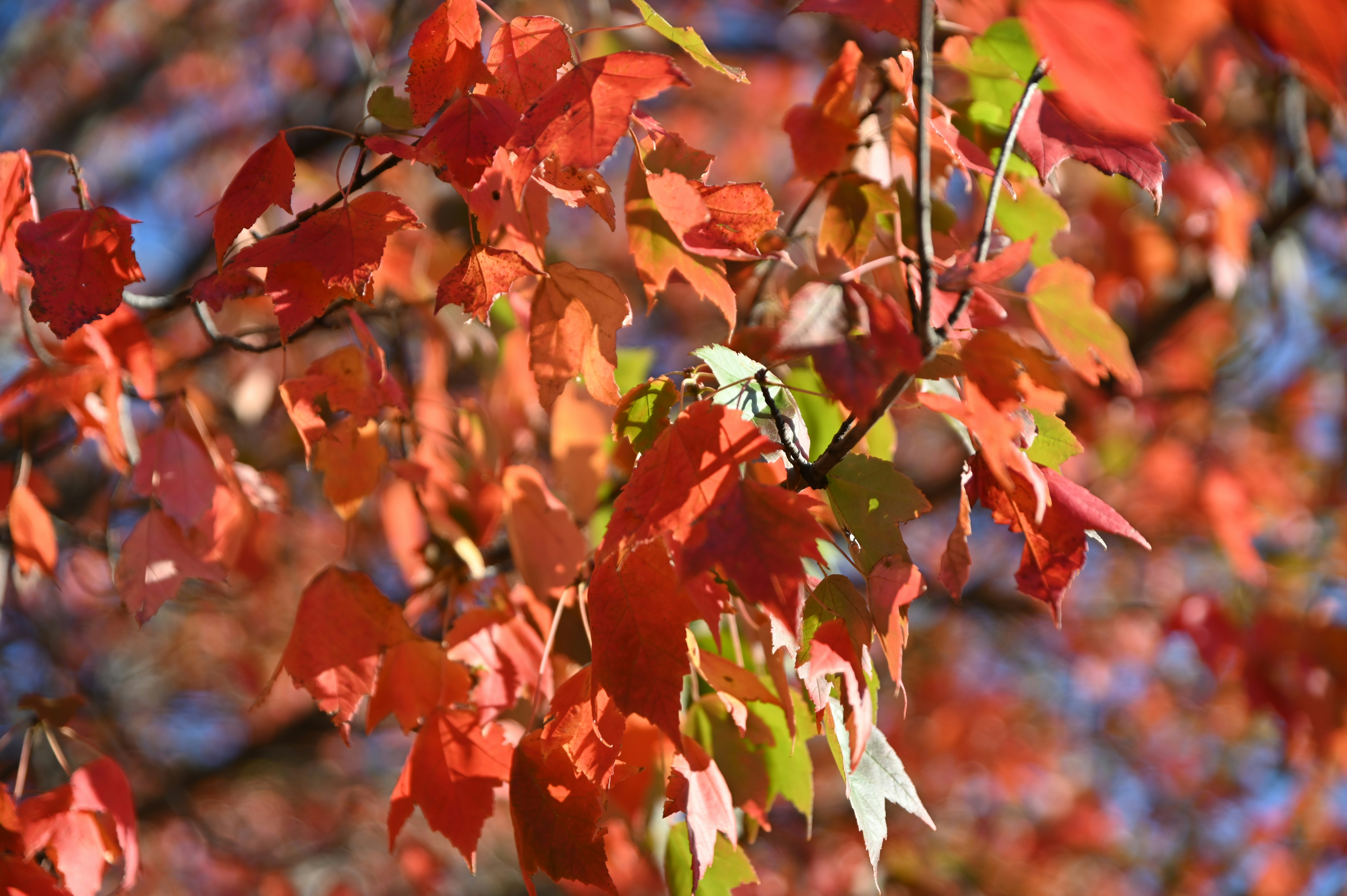 Photo by golfnmachine