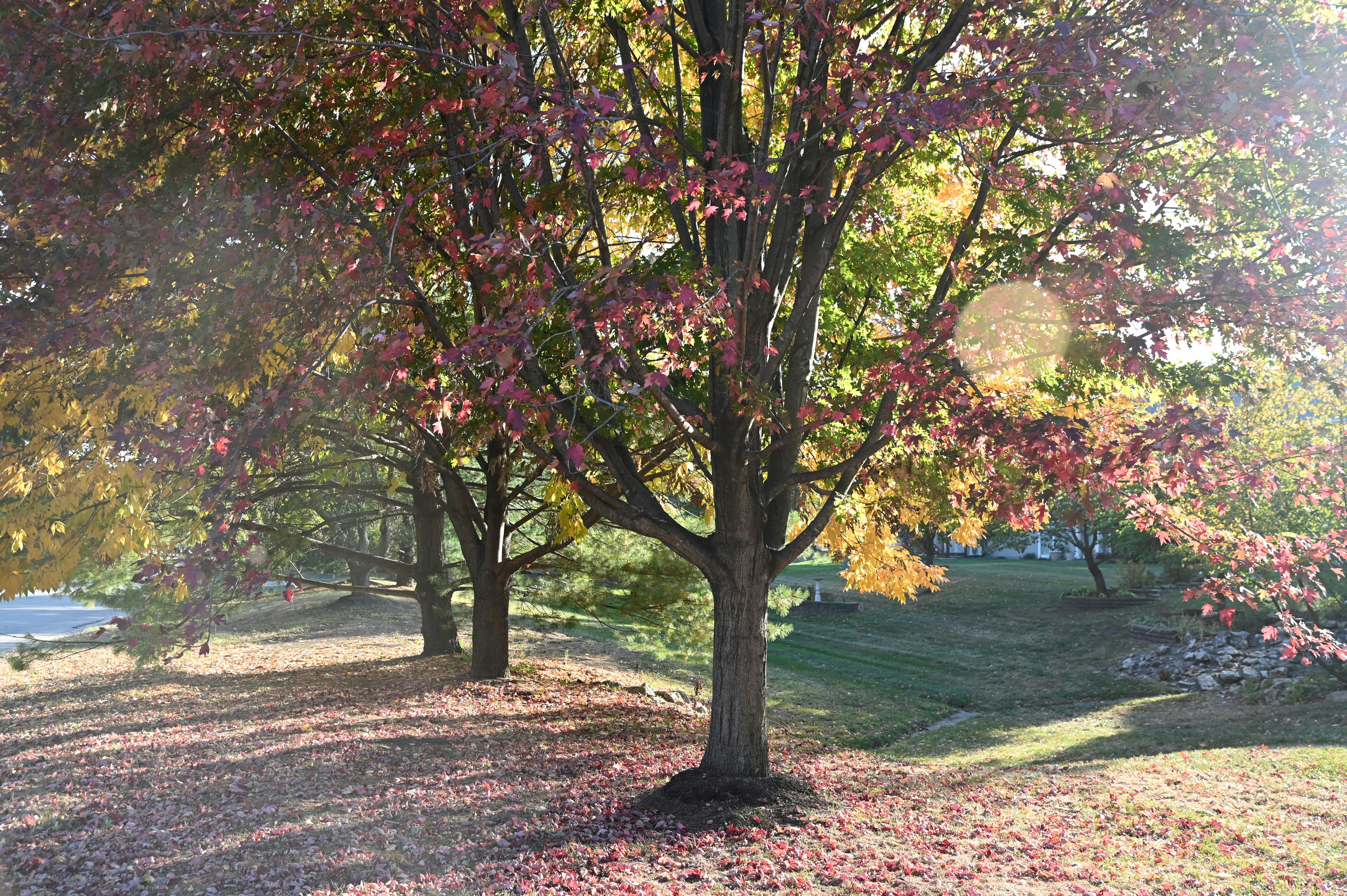 Photo by golfnmachine